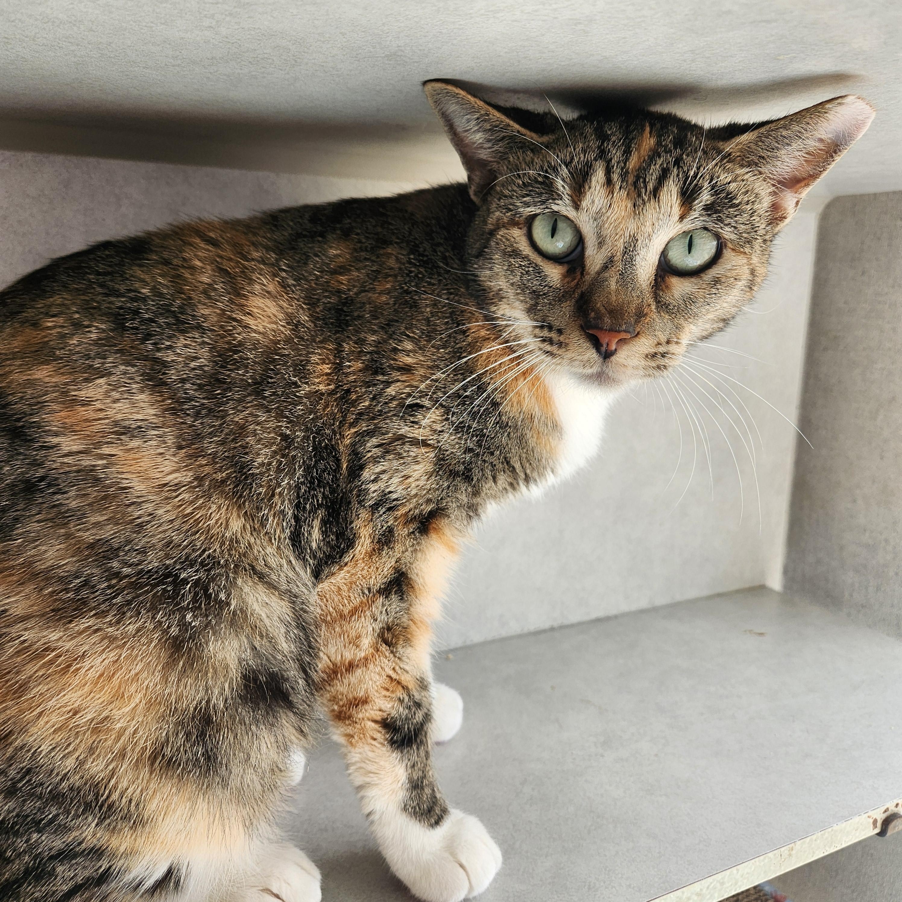 Enlarge Lovely Liliana, an adopted Domestic Short Hair in Houston, TX image 5/5