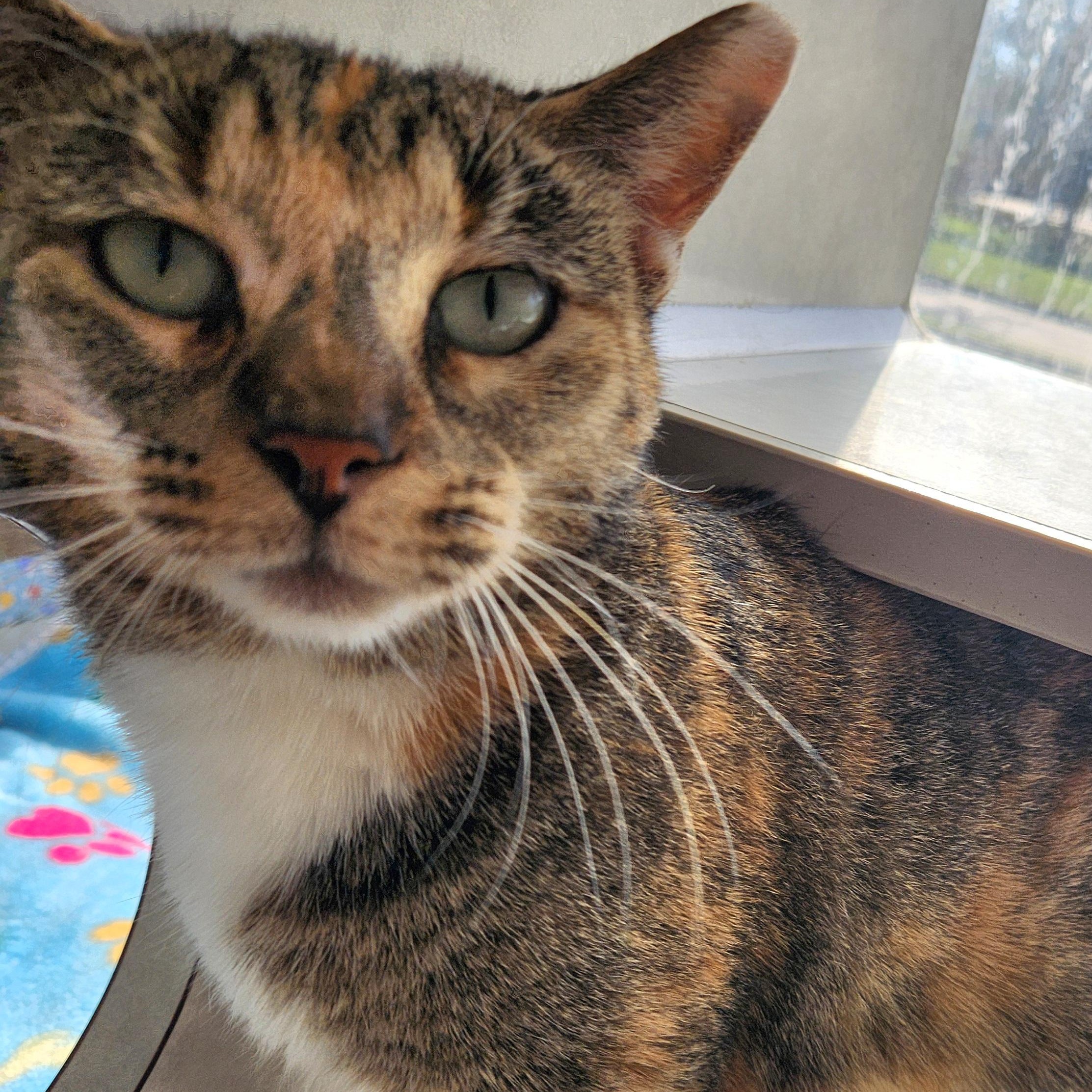 Enlarge Lovely Liliana, an adopted Domestic Short Hair in Houston, TX image 2/5