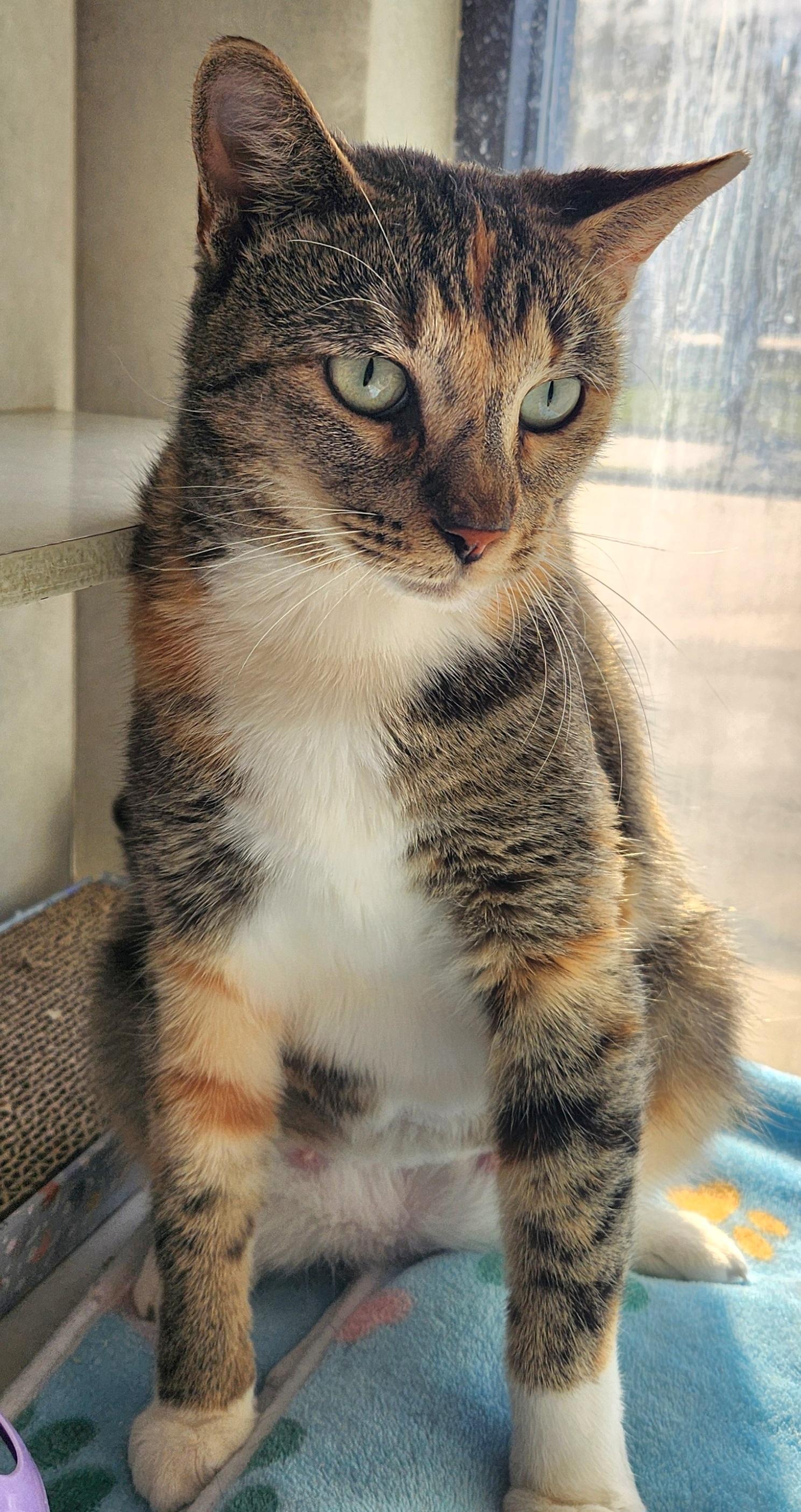 Enlarge Lovely Liliana, an adopted Domestic Short Hair in Houston, TX image 4/5