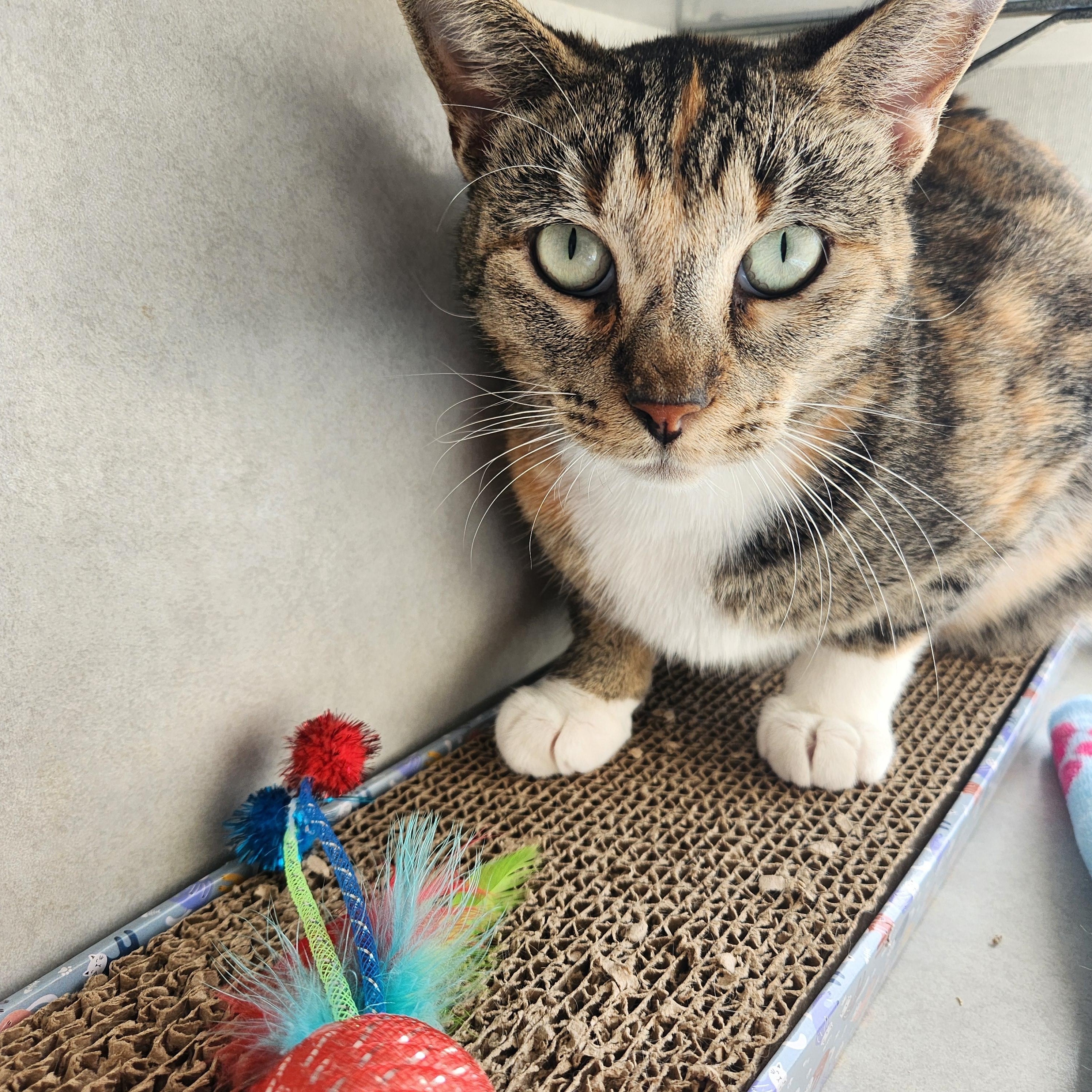 Enlarge Lovely Liliana, an adopted Domestic Short Hair in Houston, TX image 3/5