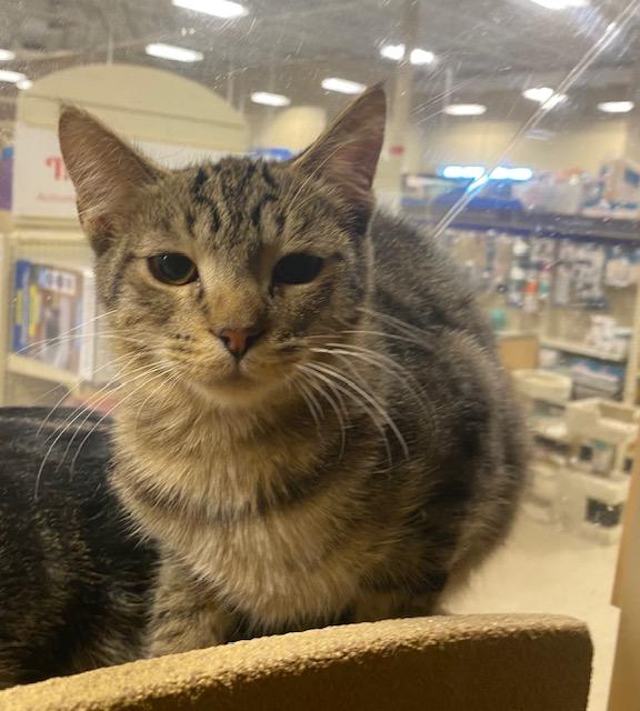 Wolfrick, Adoptable, Young Male Domestic Short Hair.