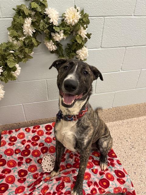 LEBRON, Adoptable, Young Male Bull Terrier & Mixed Breed.