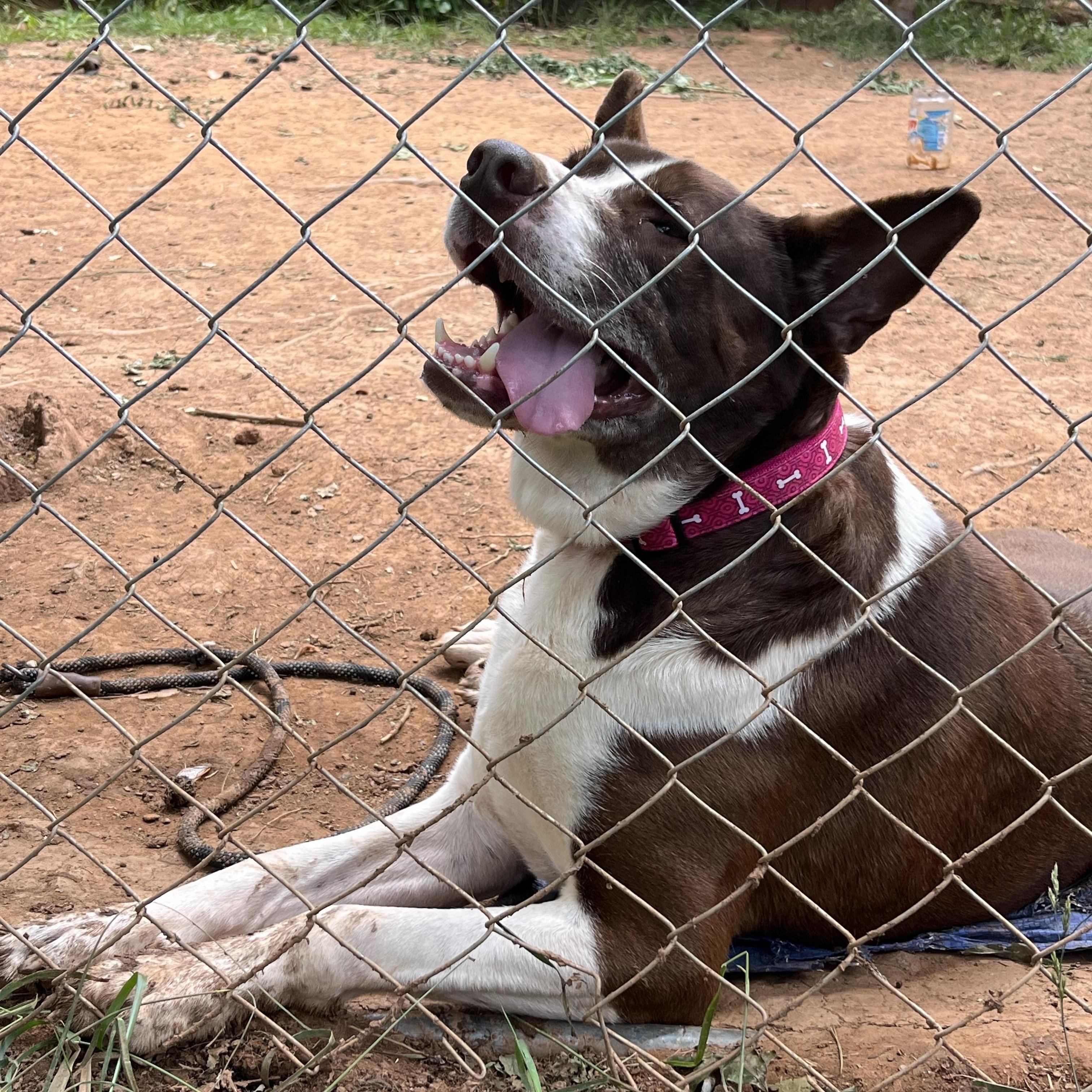 Milo Located In Asheville thumbnail 2