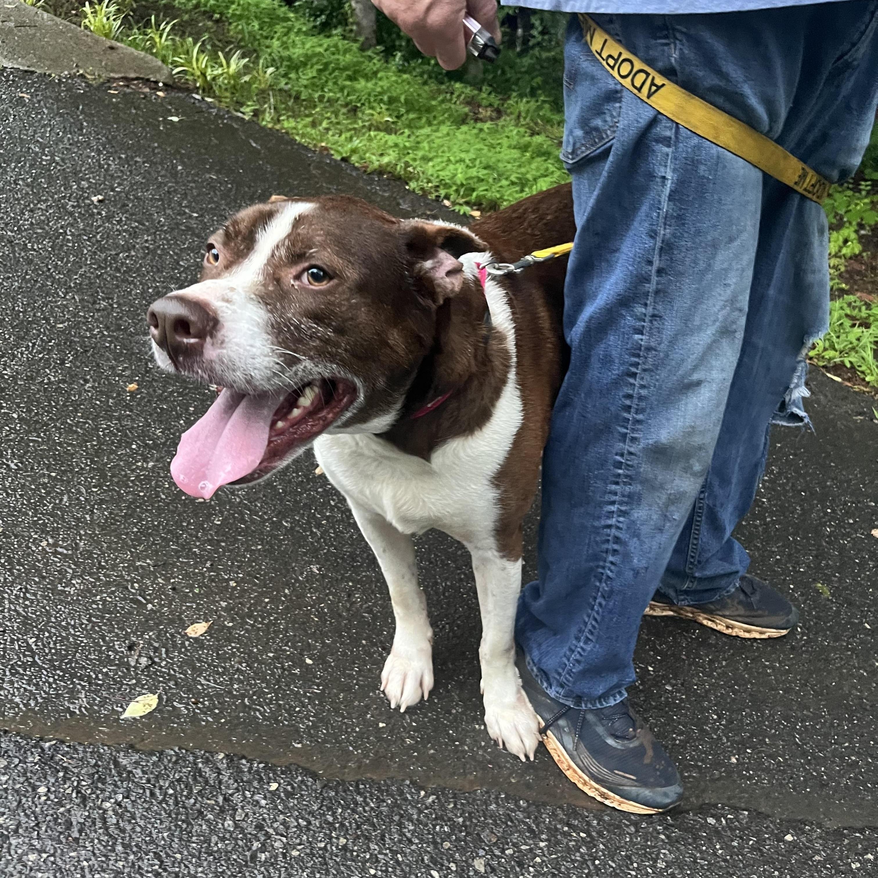 Milo- located in Asheville, NC, Adoptable, Adult Male Husky & Akita.