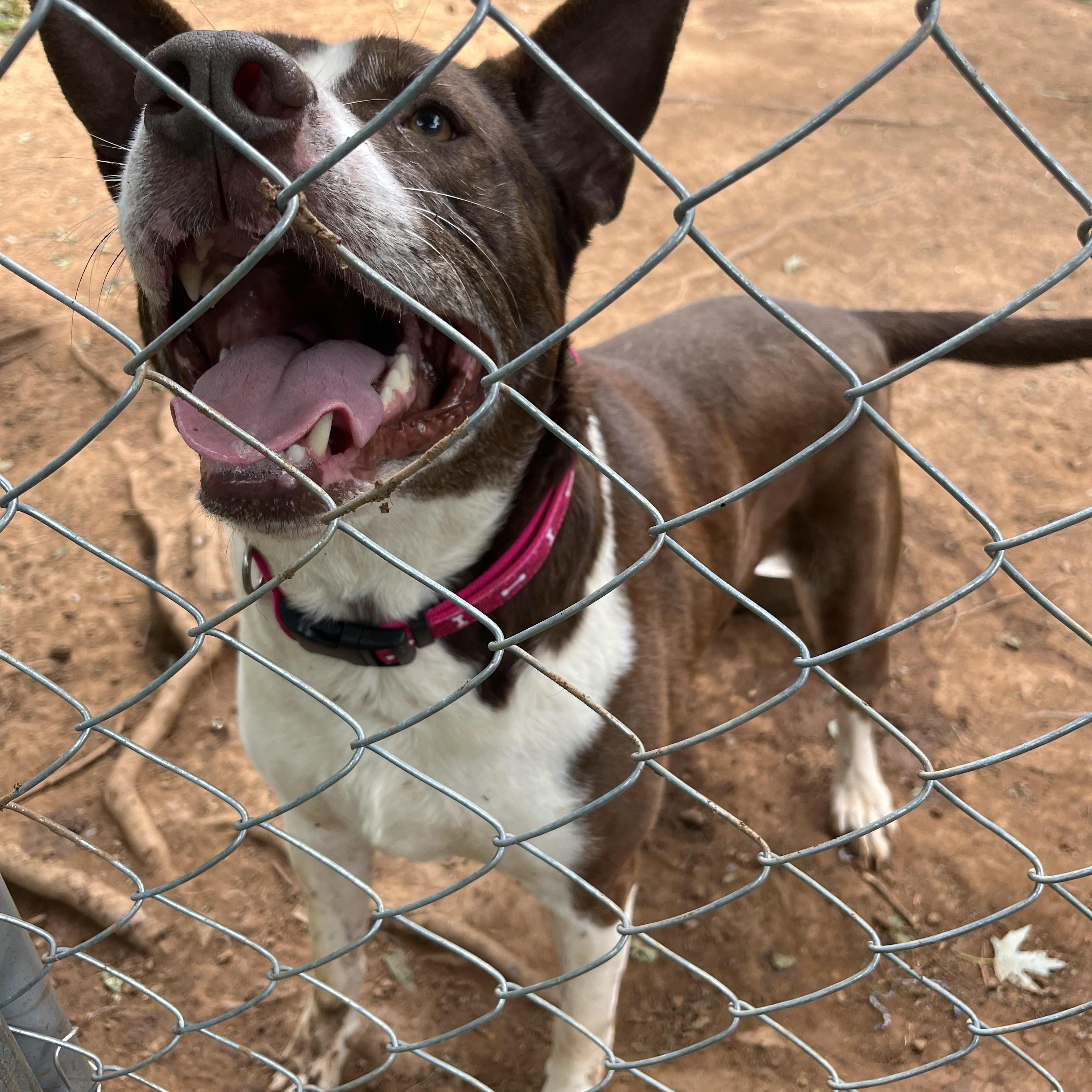 Enlarge Milo- located in Asheville, NC, a Adoptable mixed breed in Concord, NC image 4/6