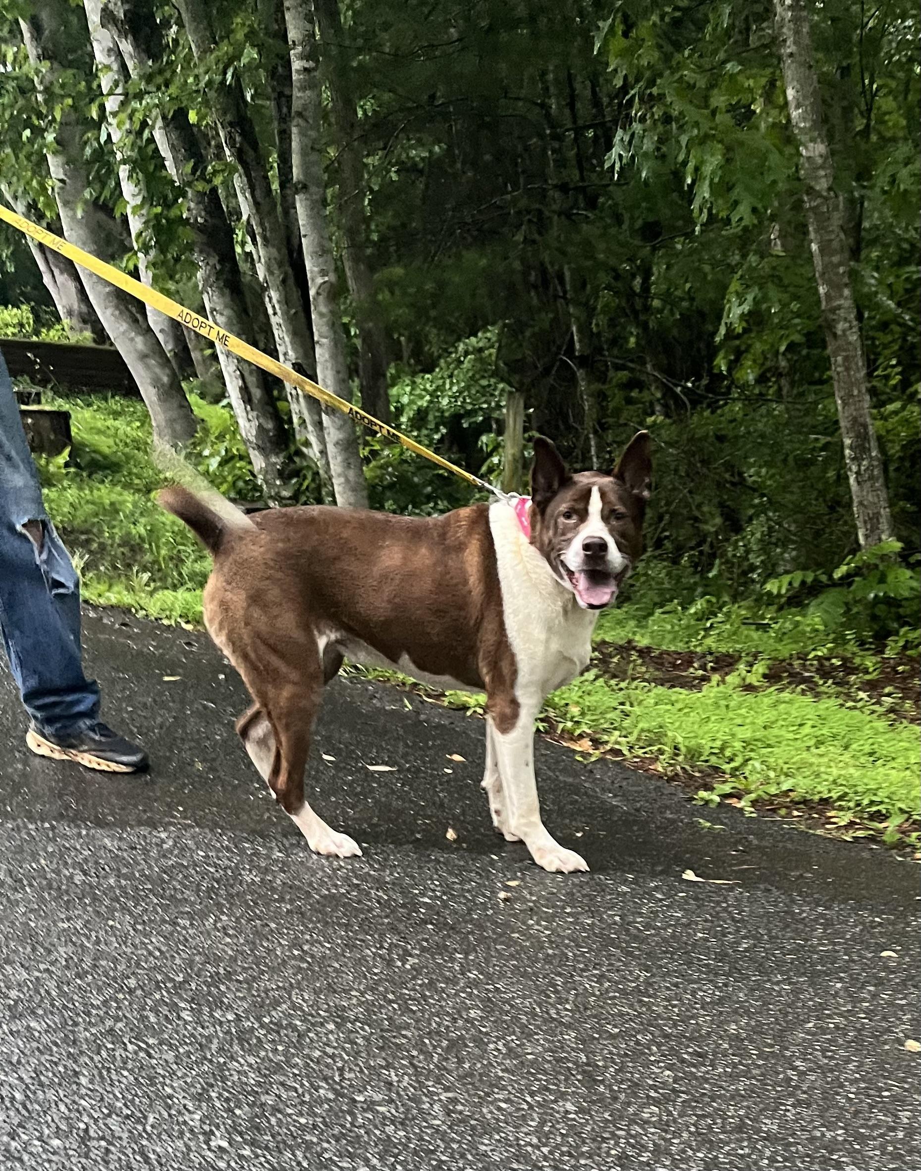 Enlarge Milo- located in Asheville, NC, a Adoptable mixed breed in Concord, NC image 5/6
