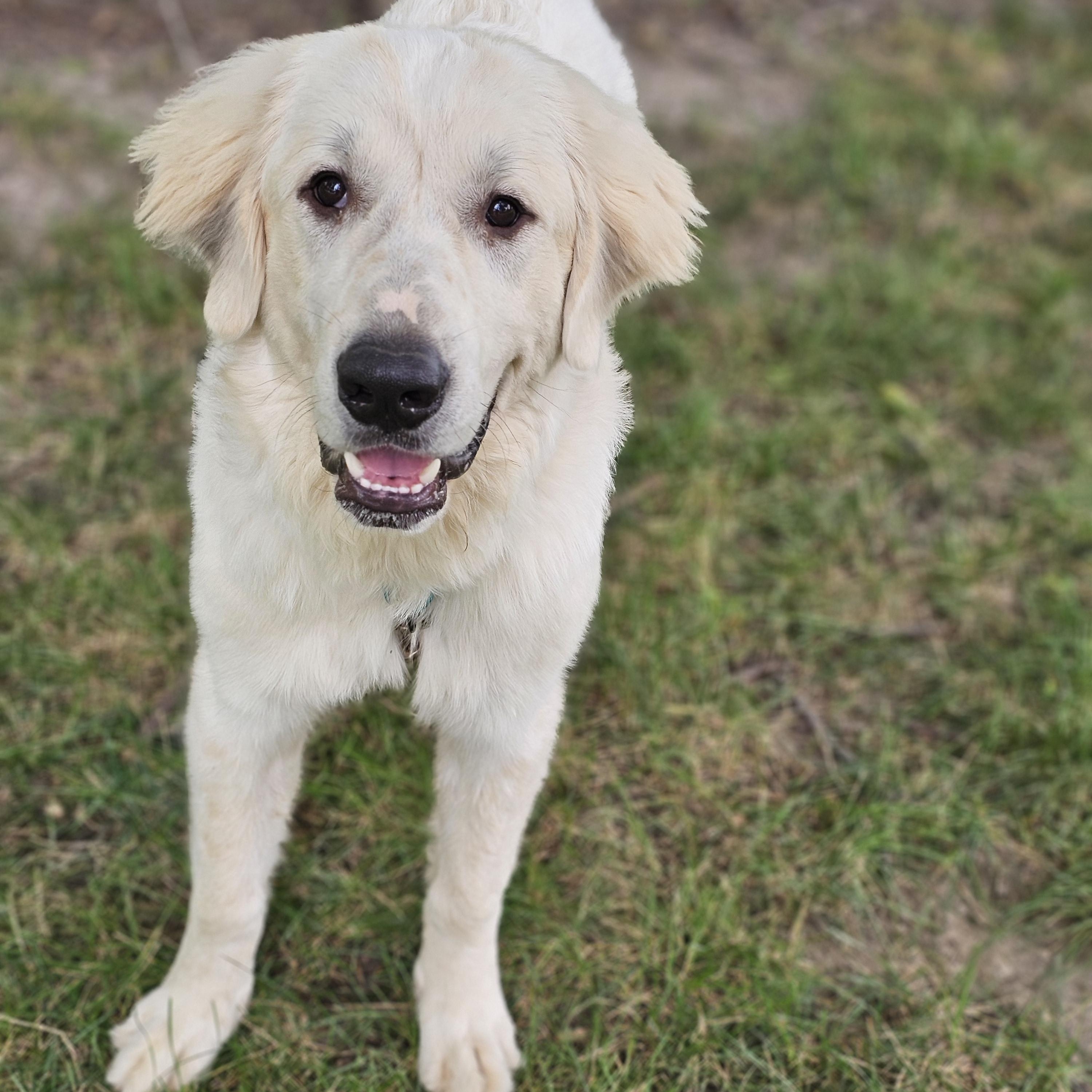 Parker, ADOPTABLE, Young Male Great Pyrenees & Golden Retriever.