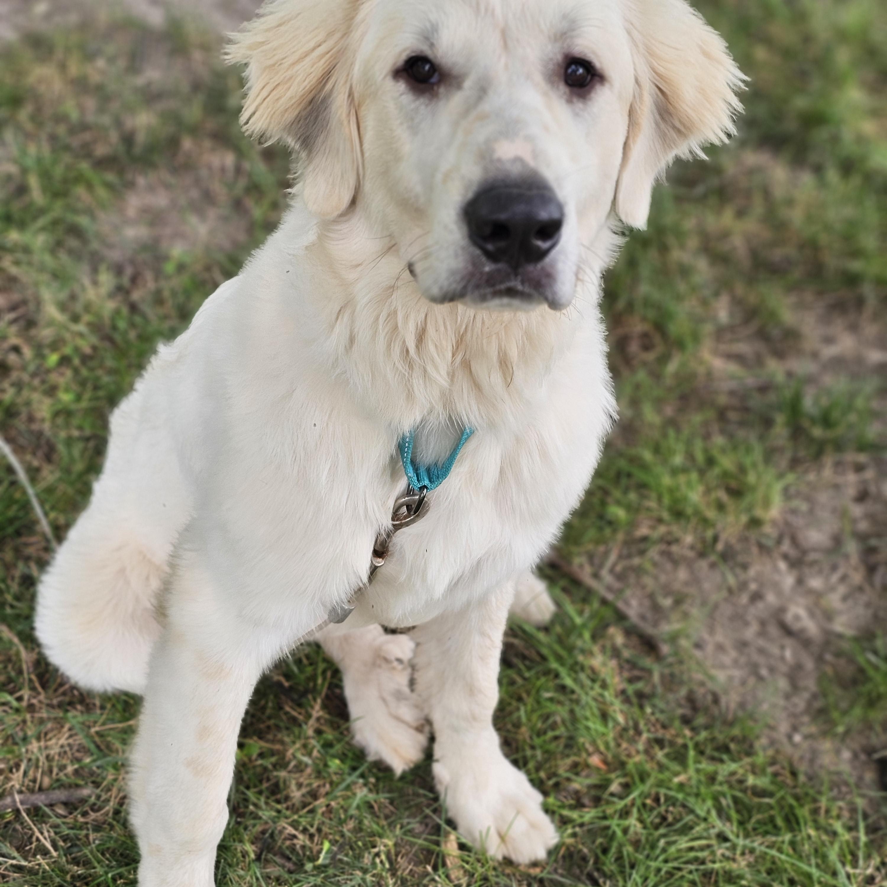 Parker, a ADOPTABLE mixed breed in O Fallon, IL image 2/4