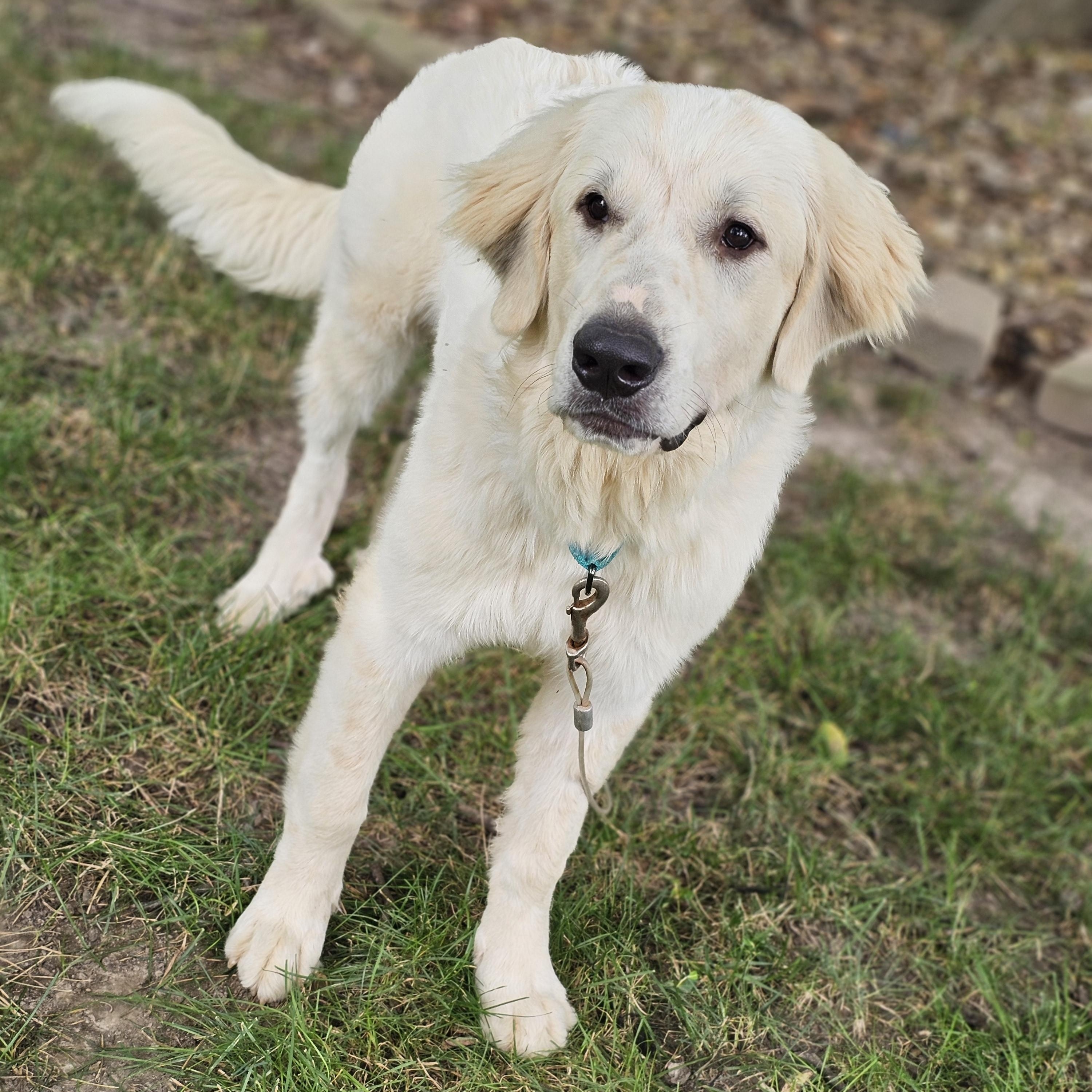 Parker, a ADOPTABLE mixed breed in O Fallon, IL image 4/4