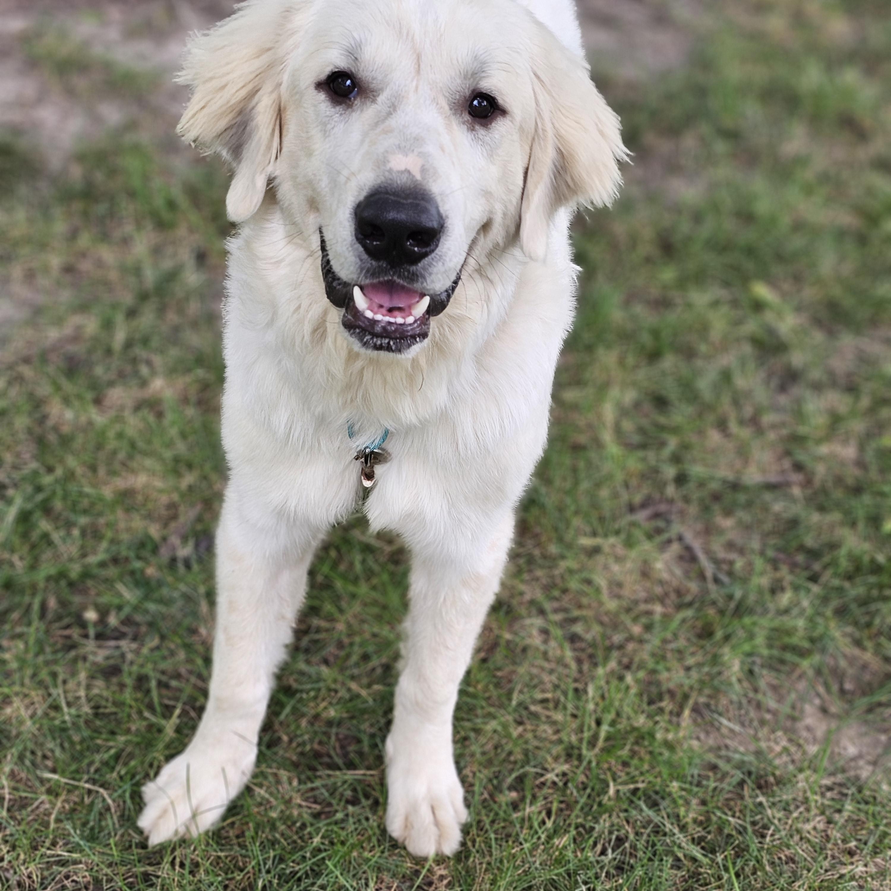 Parker, a ADOPTABLE mixed breed in O Fallon, IL image 3/4