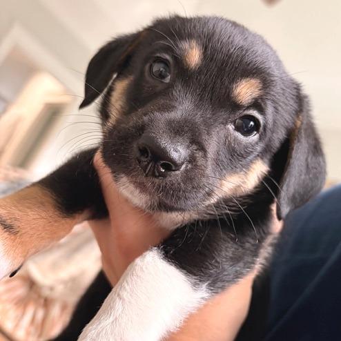 Enlarge Hercules, a Adoptable mixed breed in Bessemer, AL image 1/6