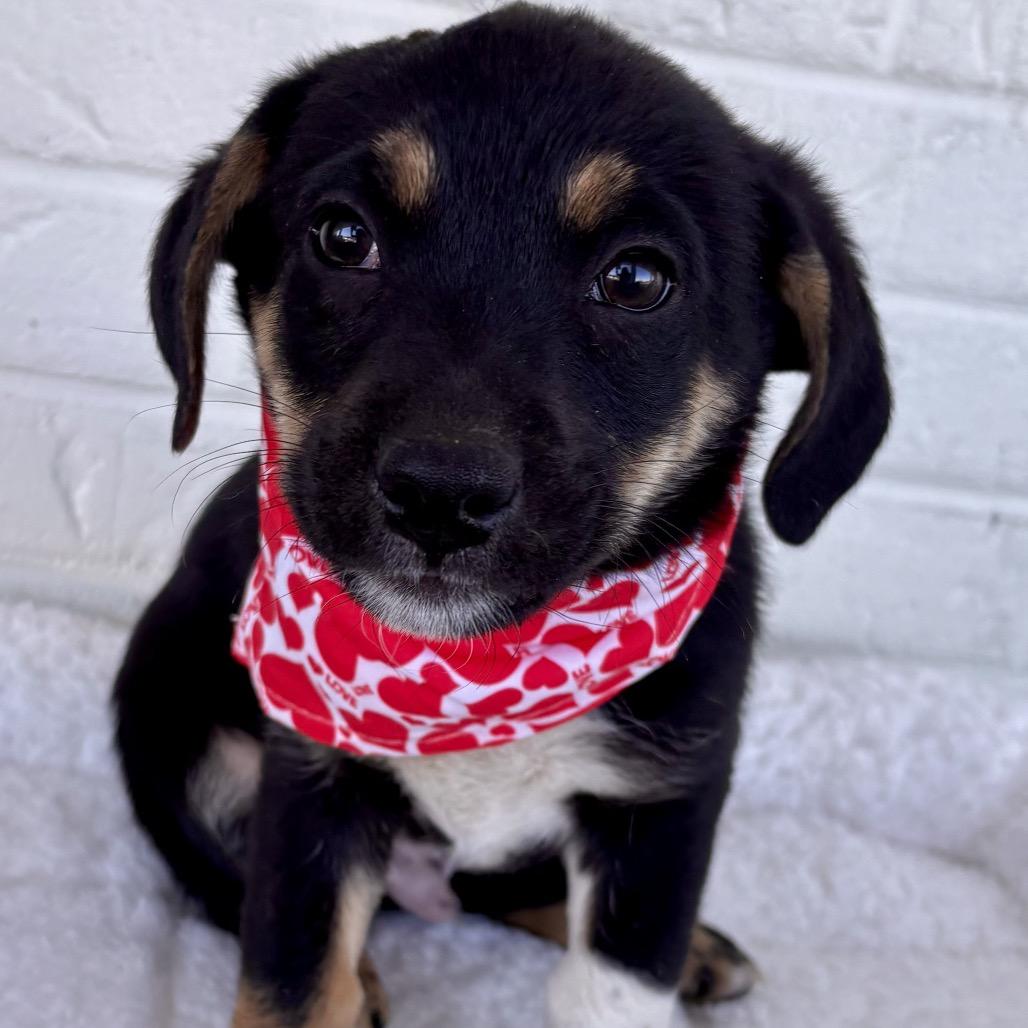 Enlarge Hercules, a Adoptable mixed breed in Bessemer, AL image 2/6