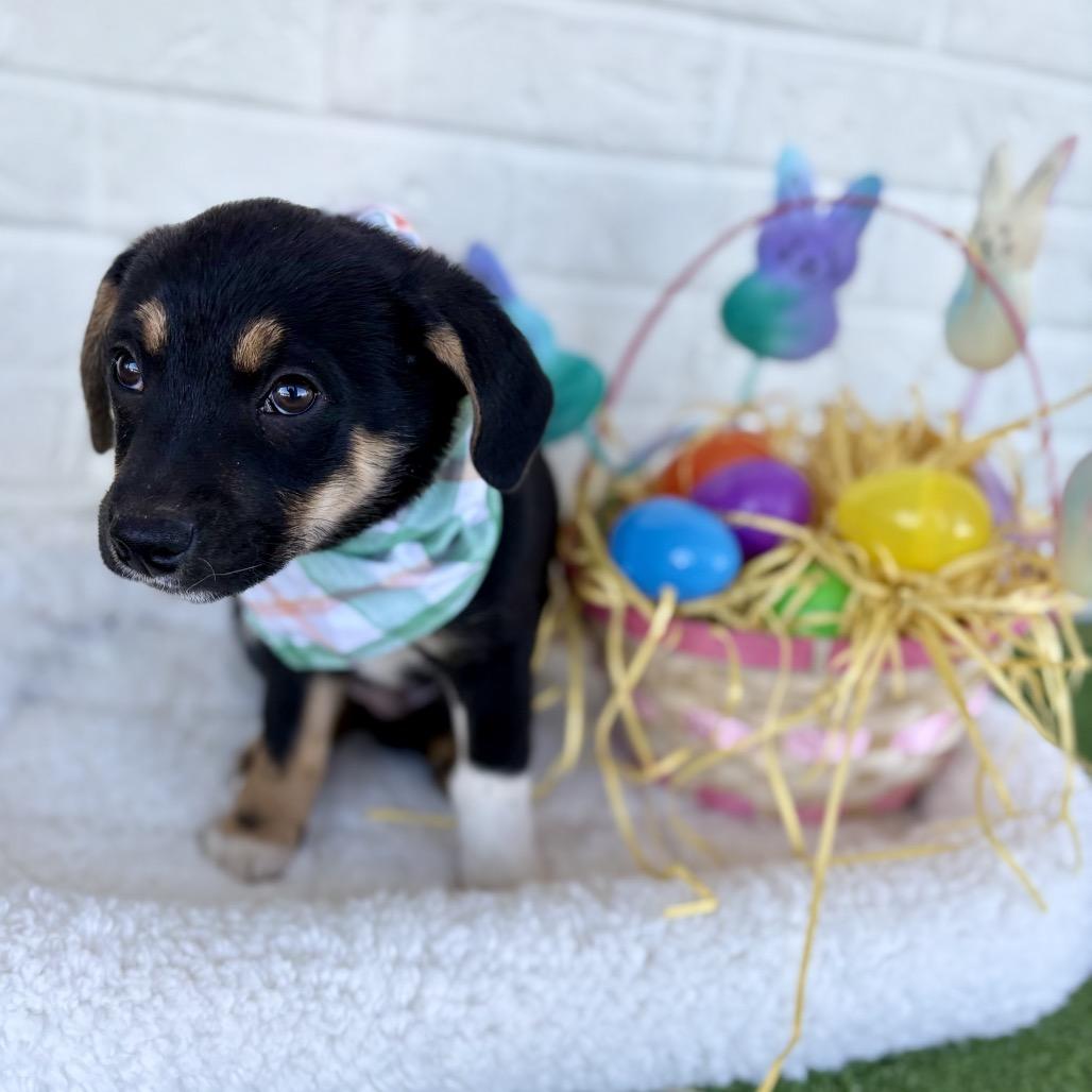 Enlarge Hercules, a Adoptable mixed breed in Bessemer, AL image 3/6