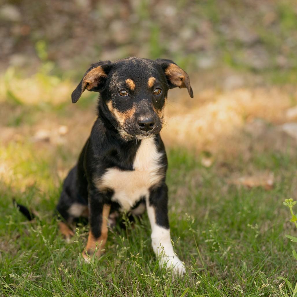 Enlarge Hercules, a Adoptable mixed breed in Bessemer, AL image 3/6