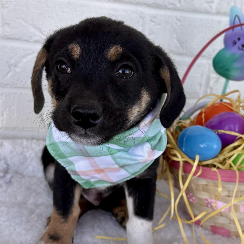 Enlarge Hercules, a Adoptable mixed breed in Bessemer, AL image 3/6