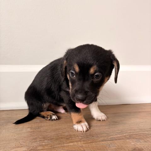 Enlarge Hercules, a Adoptable mixed breed in Bessemer, AL image 4/6