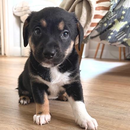 Enlarge Hercules, a Adoptable mixed breed in Bessemer, AL image 5/6