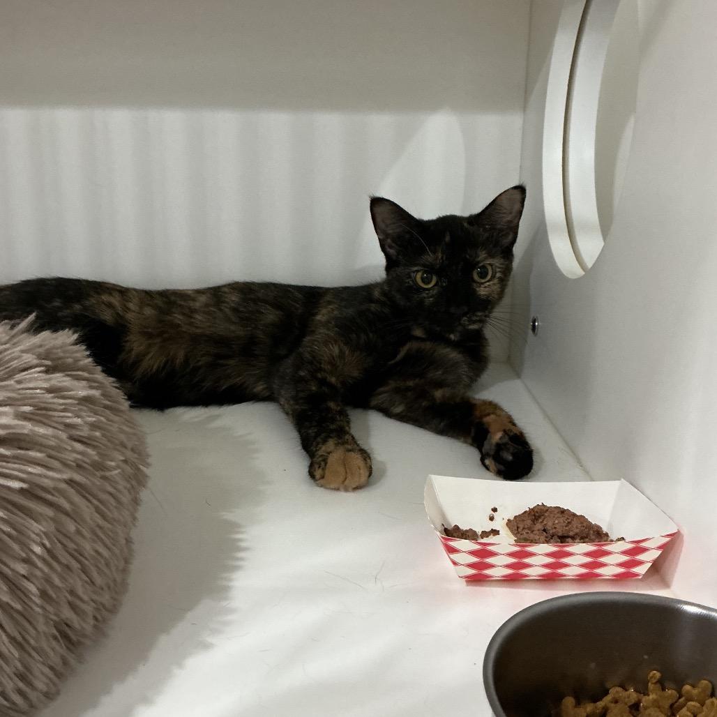 Enlarge Raven, a Adoptable Domestic Short Hair in Elizabeth City, NC image 1/1
