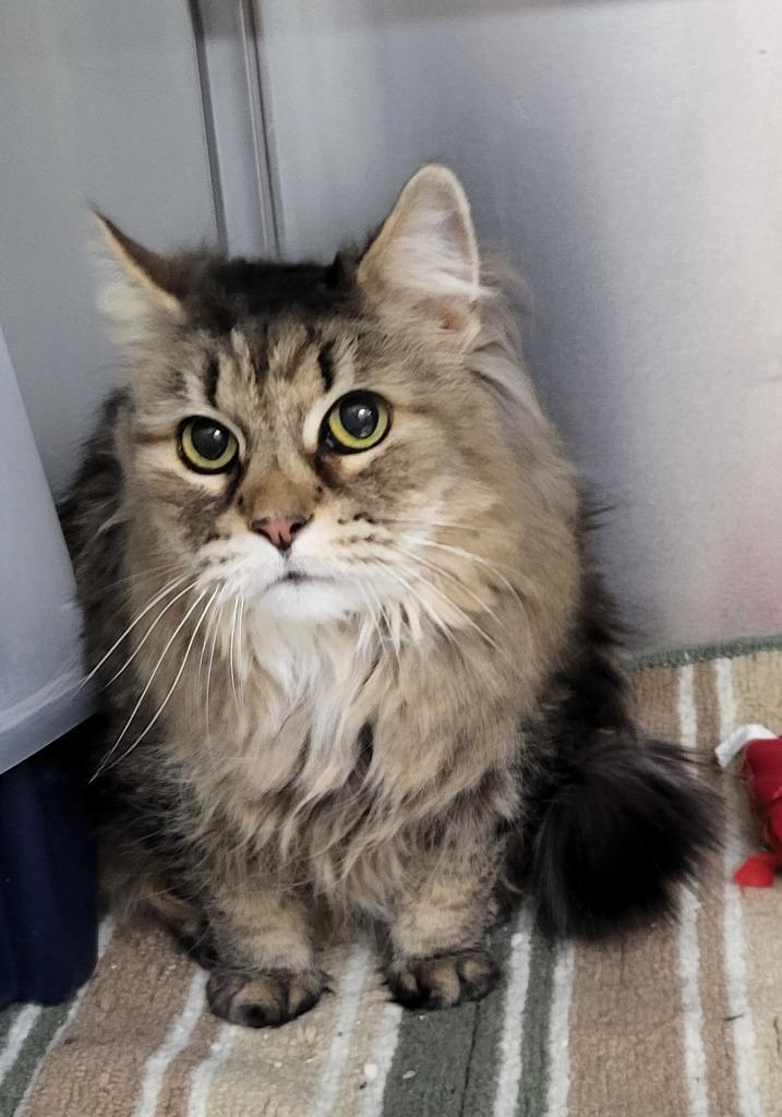 Poof, Adoptable, Senior Female Domestic Long Hair.