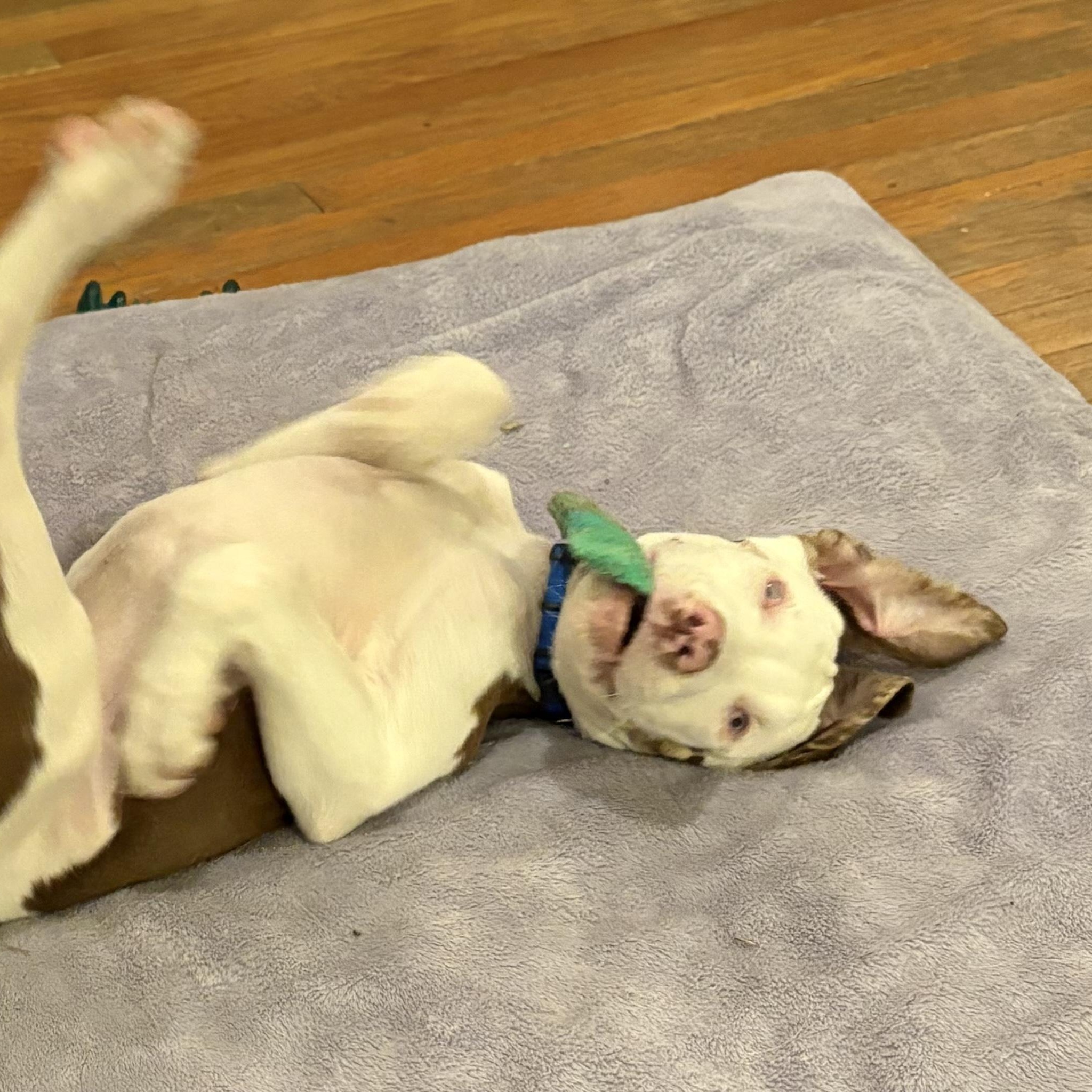 Gator, a ADOPTABLE mixed breed in Franklin, KY image 1/5