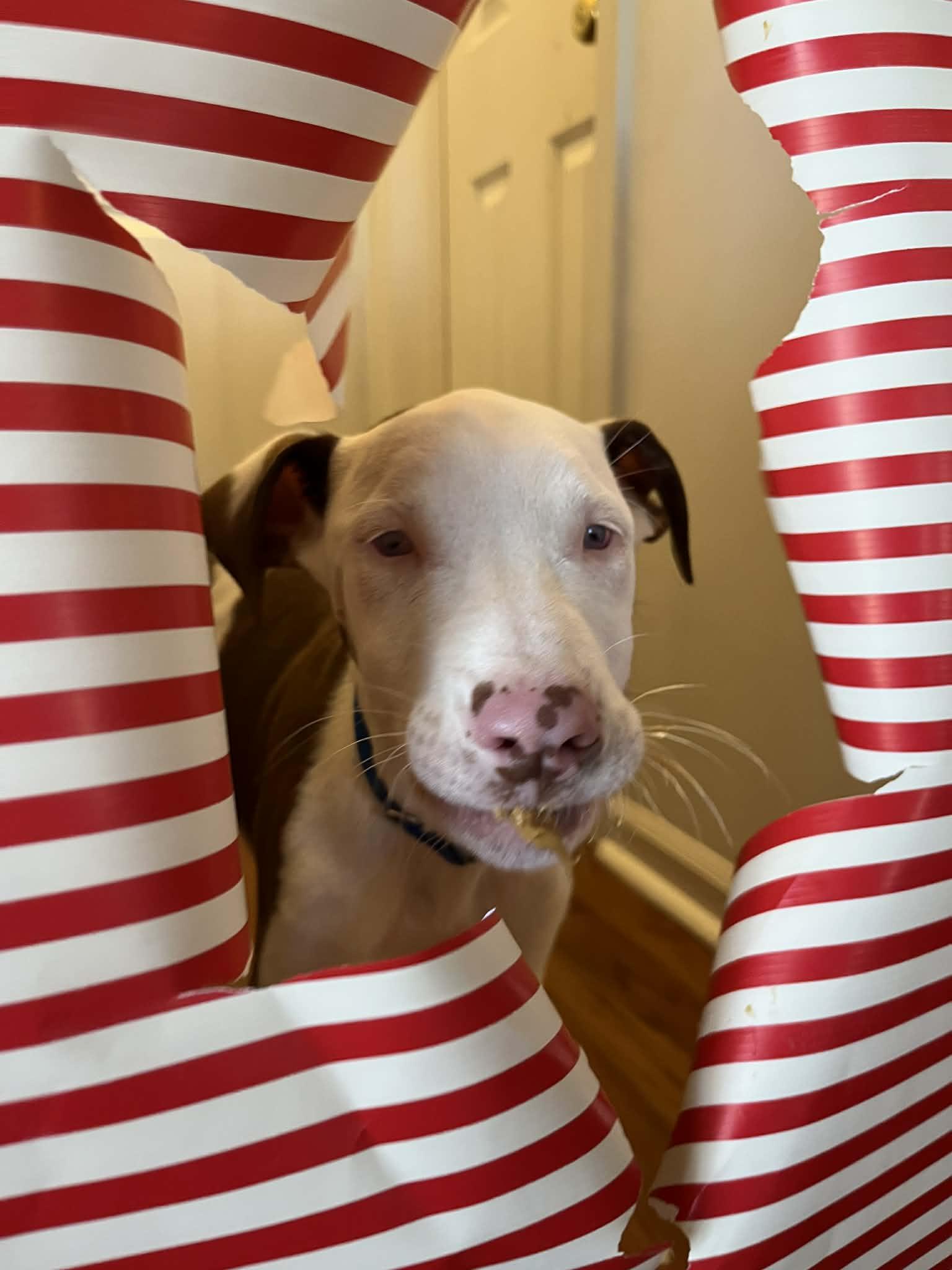 Gator, a ADOPTABLE mixed breed in Franklin, KY image 2/5