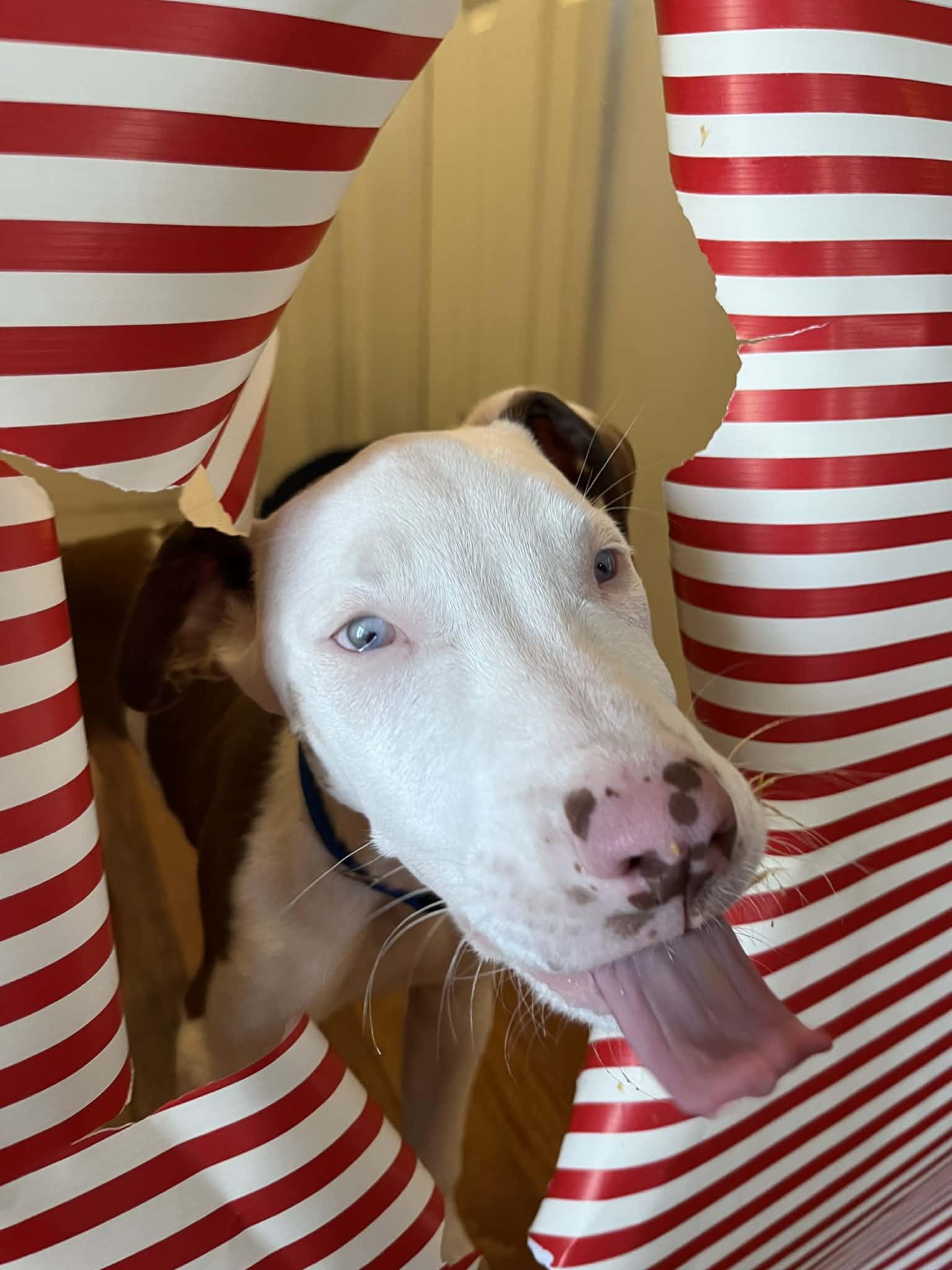 Gator, a ADOPTABLE mixed breed in Franklin, KY image 3/5