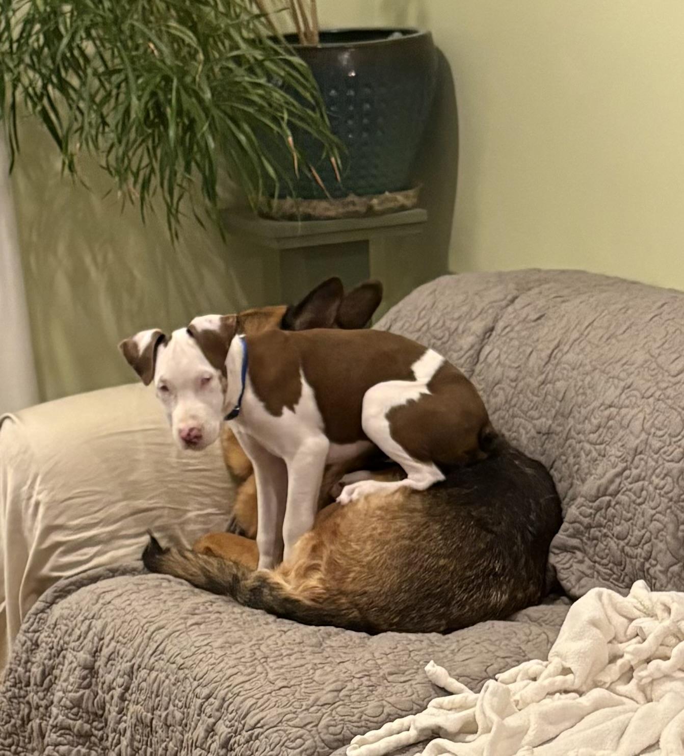 Gator, a ADOPTABLE mixed breed in Franklin, KY image 4/5