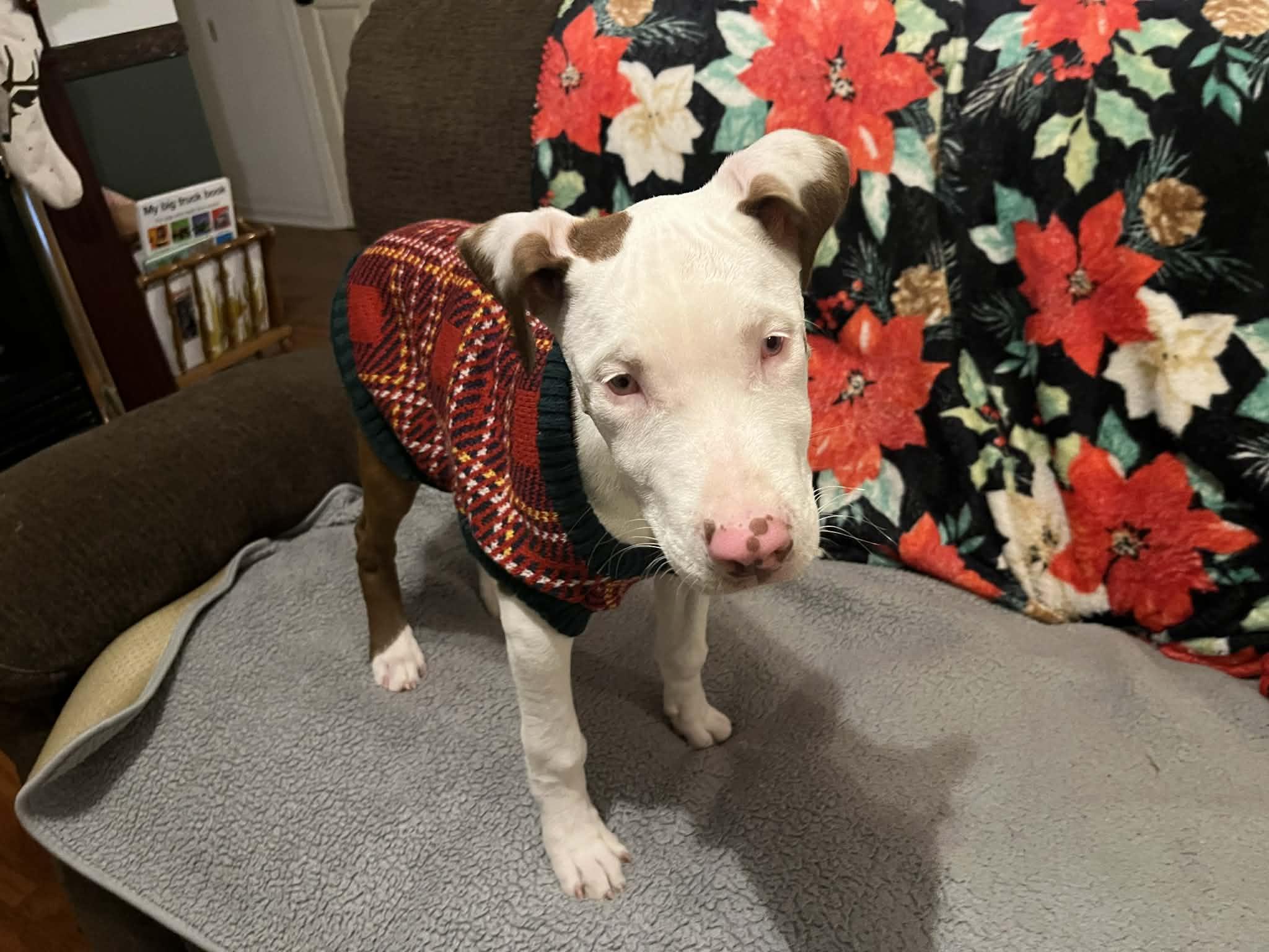 Gator, a ADOPTABLE mixed breed in Franklin, KY image 5/5