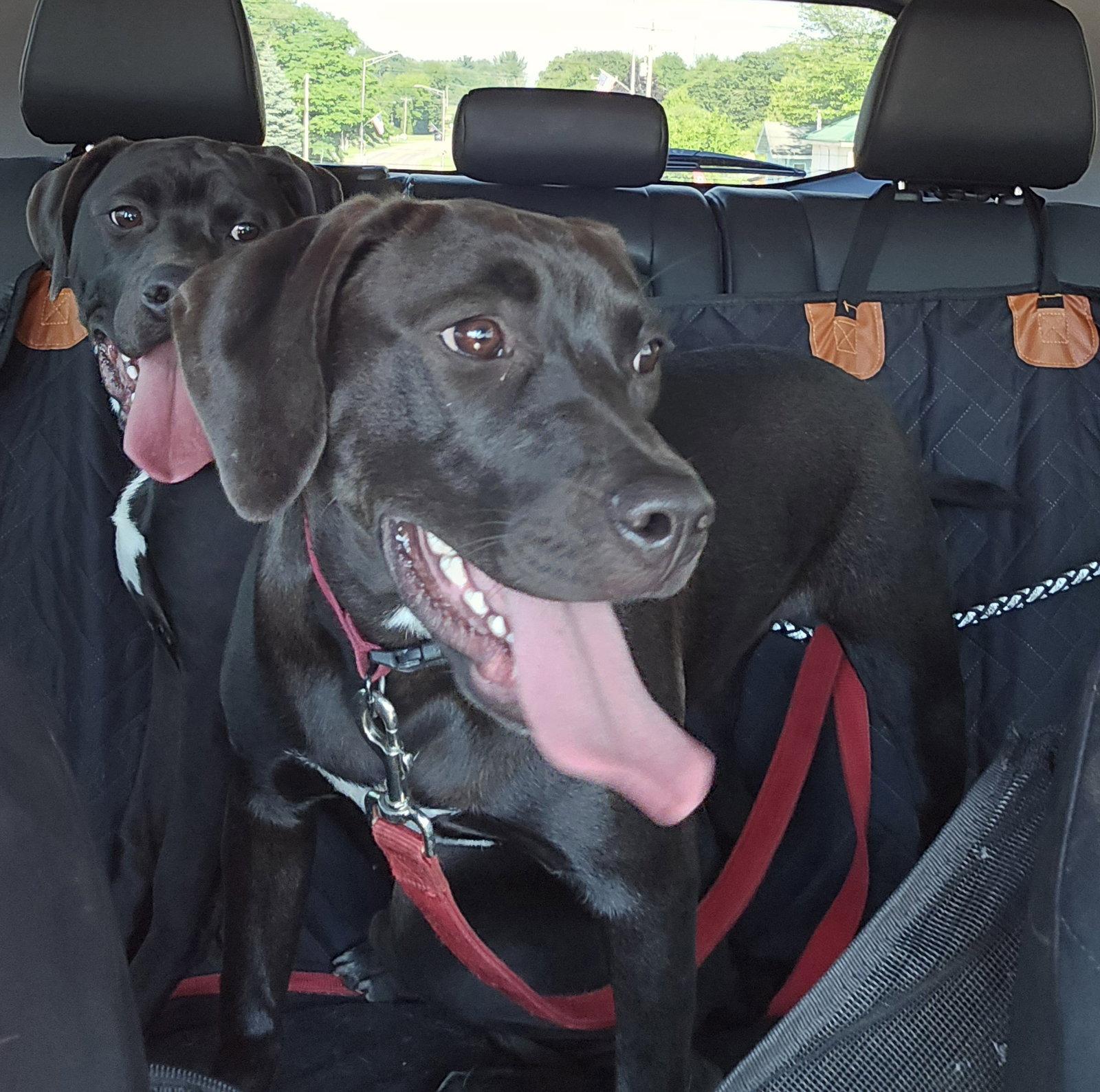 Daisy, Adopted, Young Female Labrador Retriever.