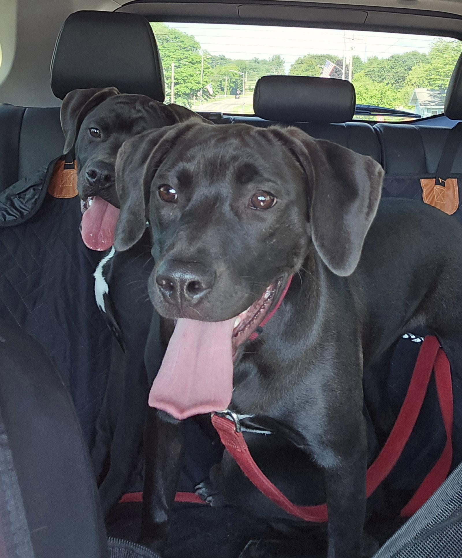 Enlarge Daisy, a Adopted Labrador Retriever in Montello, WI image 2/2