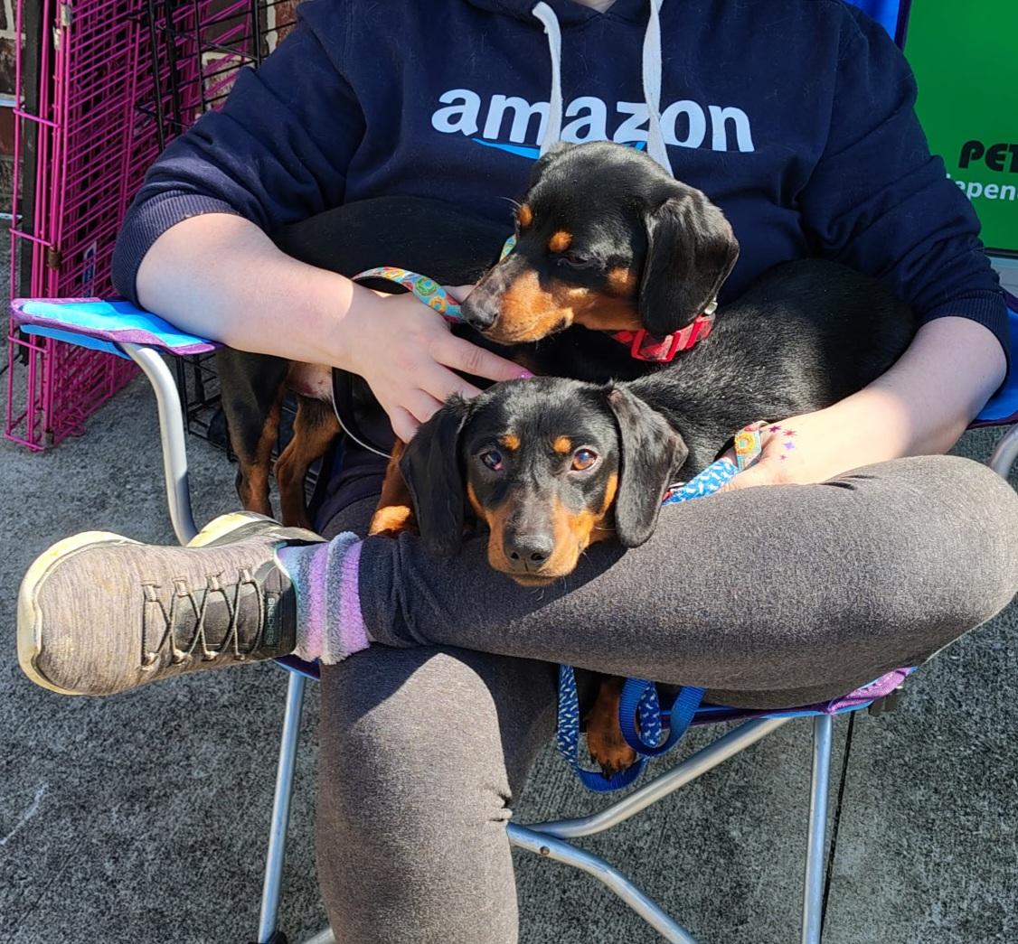Winston and Oscar, an adoptable Miniature Dachshund in Evansville, IN image 6/6