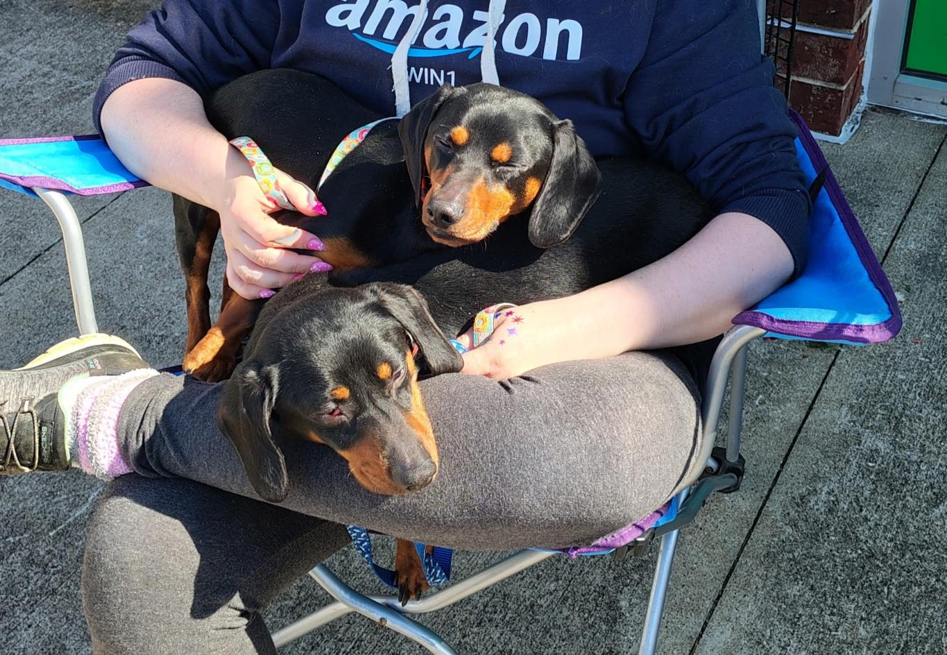 Winston and Oscar, an adoptable Miniature Dachshund in Evansville, IN image 5/6
