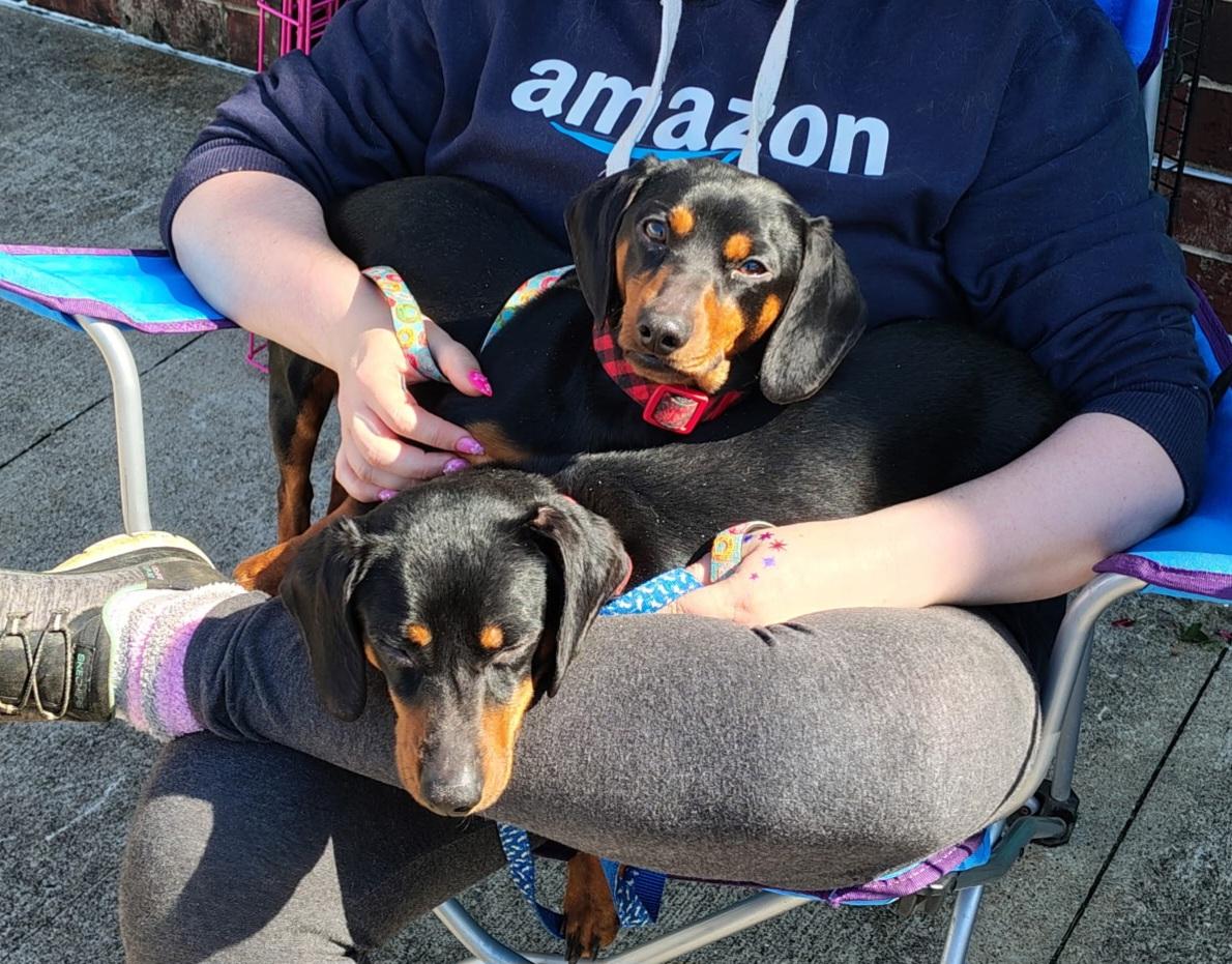 Winston and Oscar, an adoptable Miniature Dachshund in Evansville, IN image 4/6