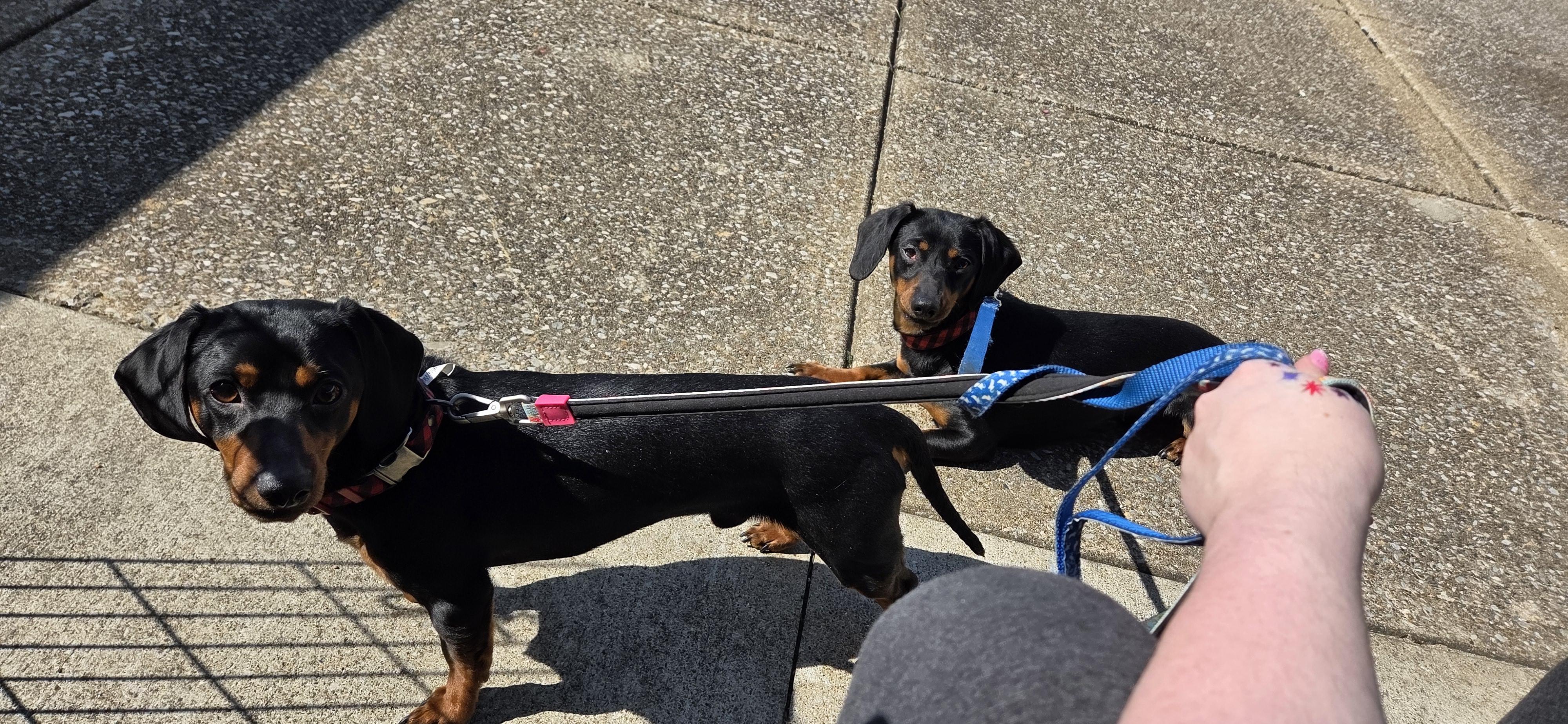 Winston and Oscar, an adoptable Miniature Dachshund in Evansville, IN image 1/6