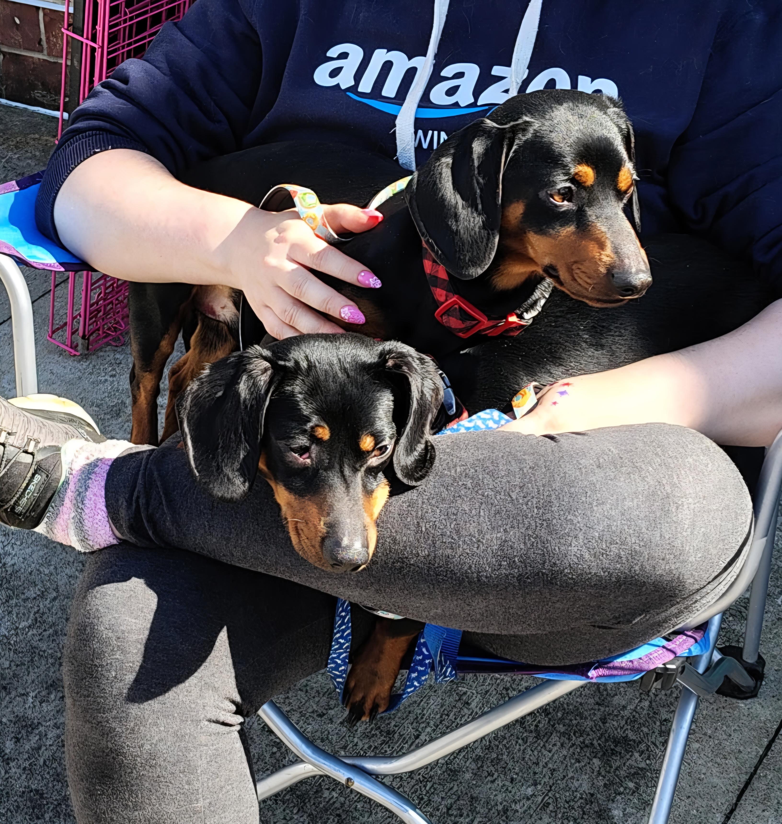 Winston and Oscar, an adoptable Miniature Dachshund in Evansville, IN image 3/6