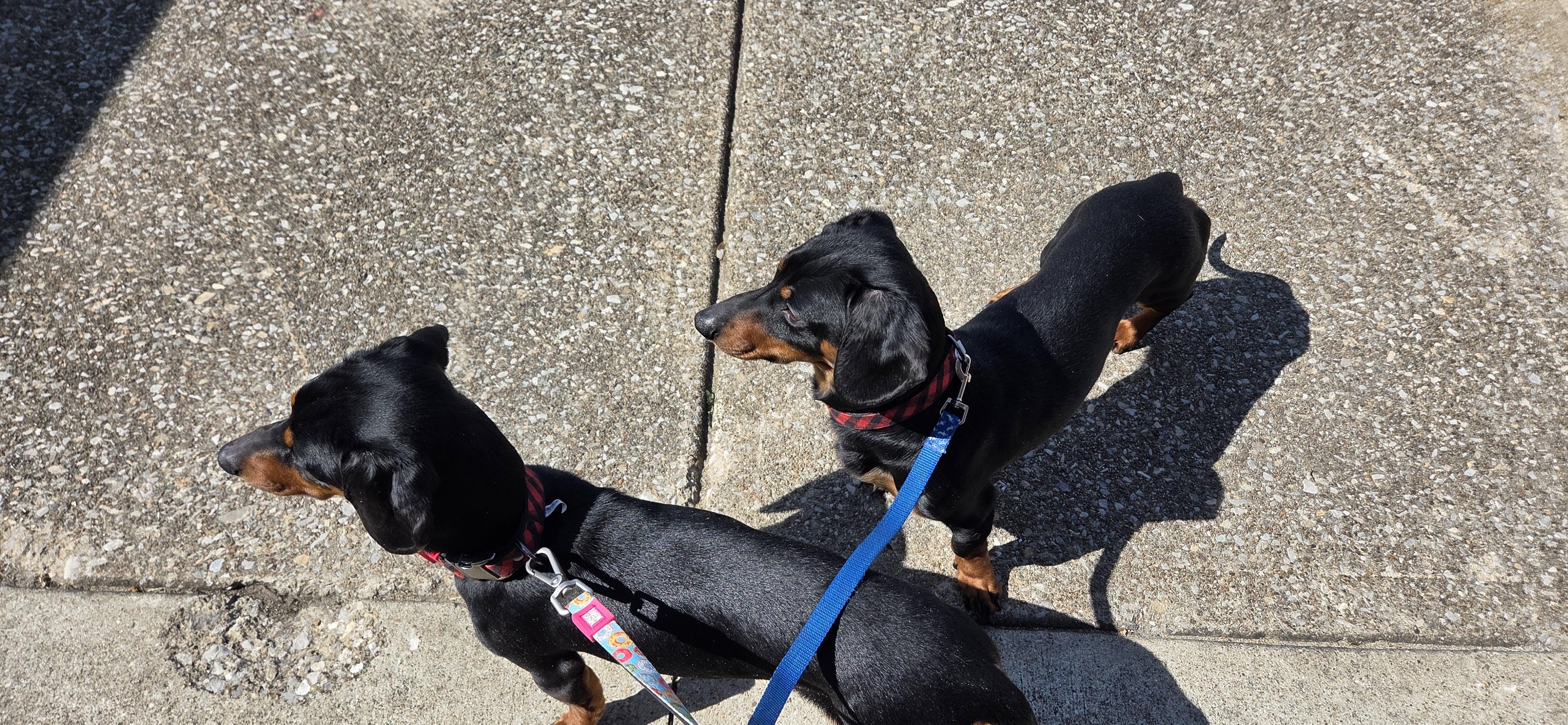 Winston and Oscar, an adoptable Miniature Dachshund in Evansville, IN image 2/6