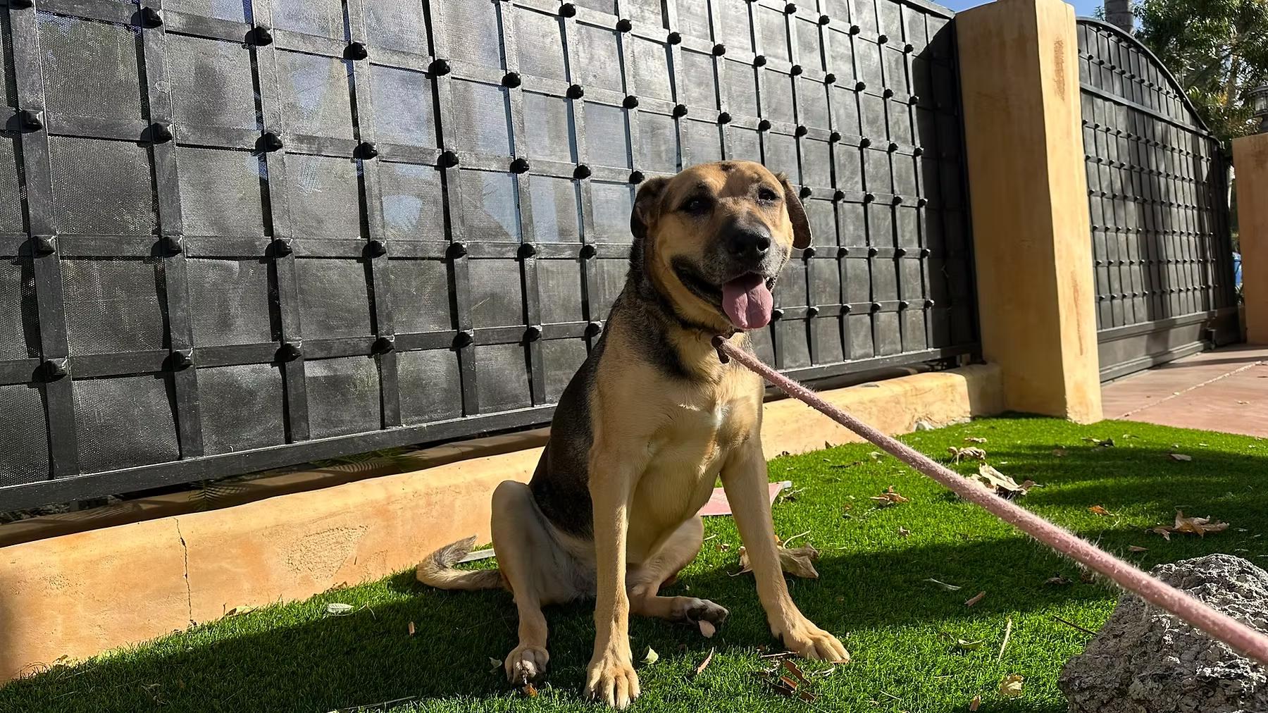Harley, Senior Female unknown