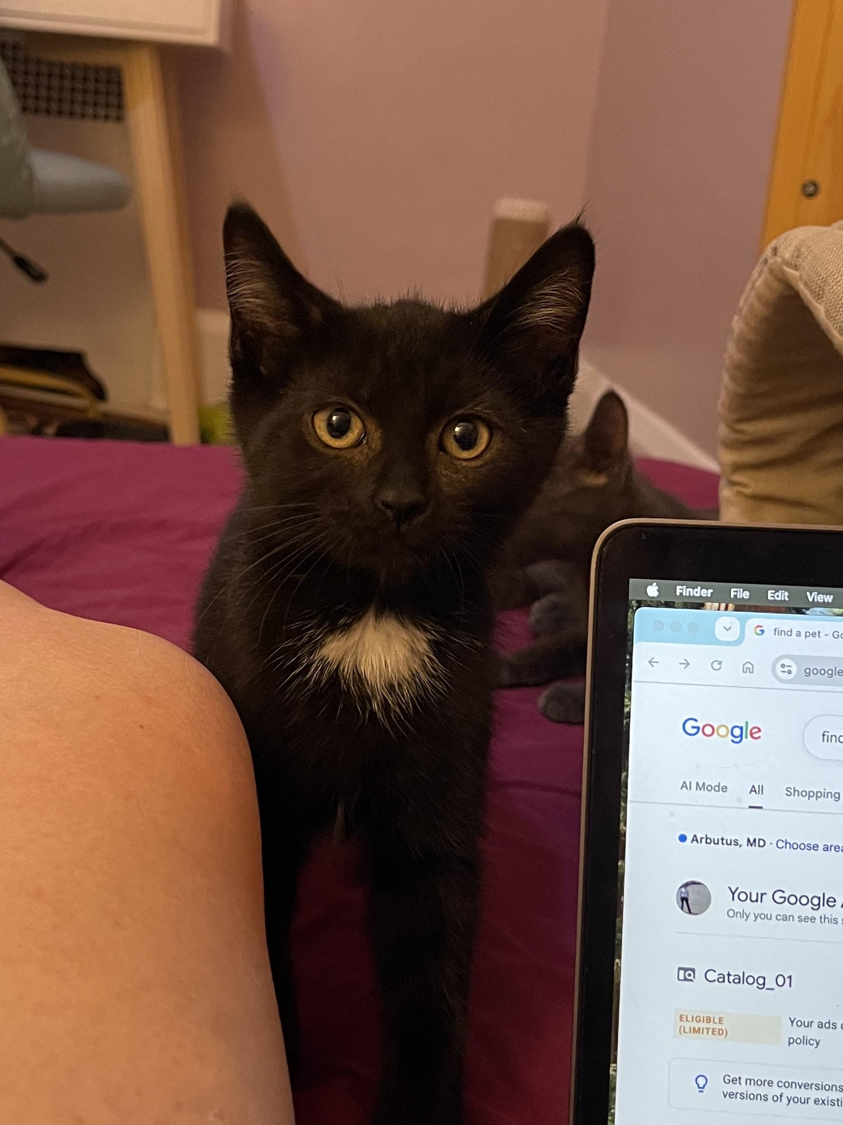 Home Fry, Adoptable, Kitten Male Domestic Short Hair.
