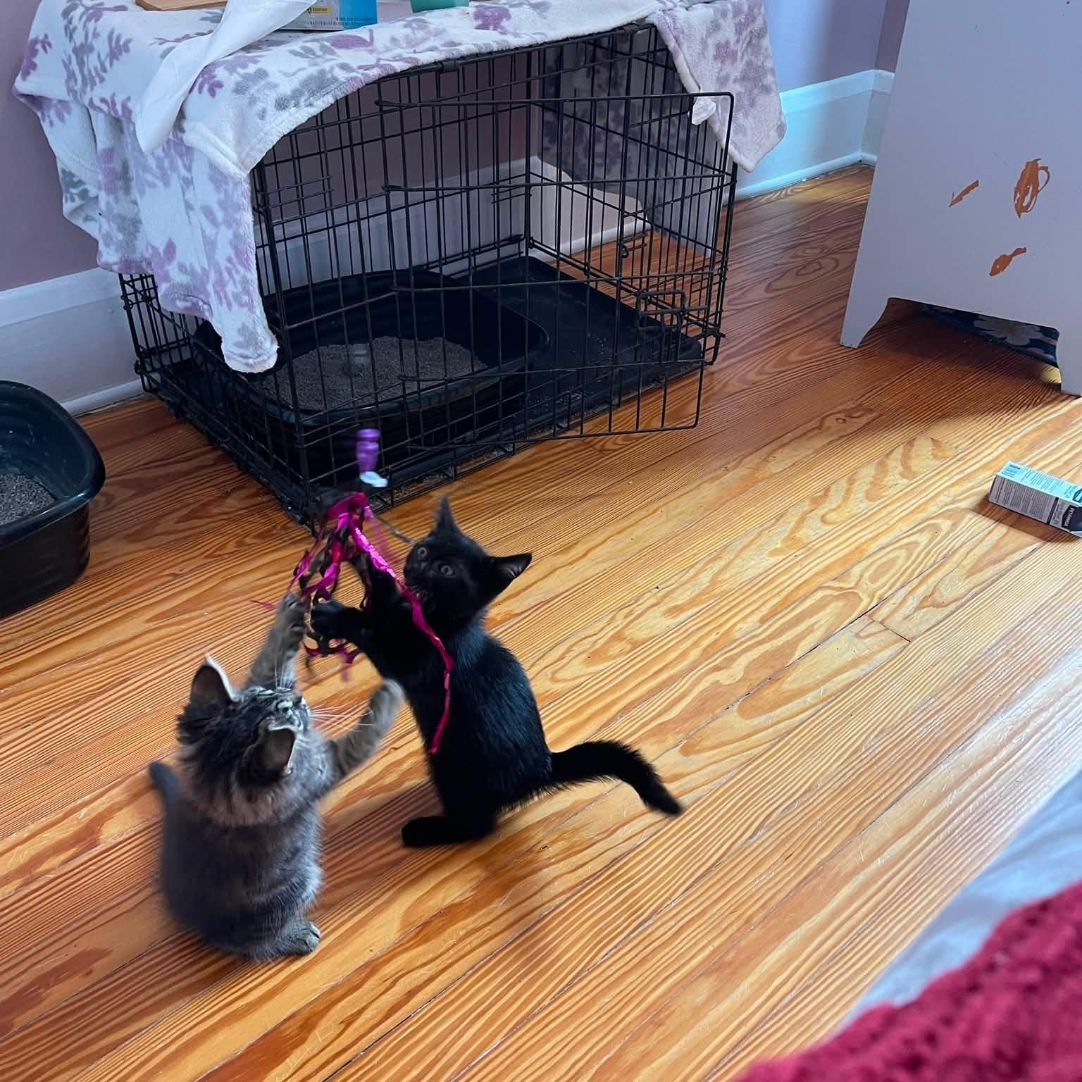 Home Fry, a Adoptable Domestic Short Hair in Baltimore, MD image 4/6