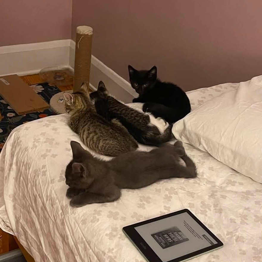 Home Fry, a Adoptable Domestic Short Hair in Baltimore, MD image 3/6