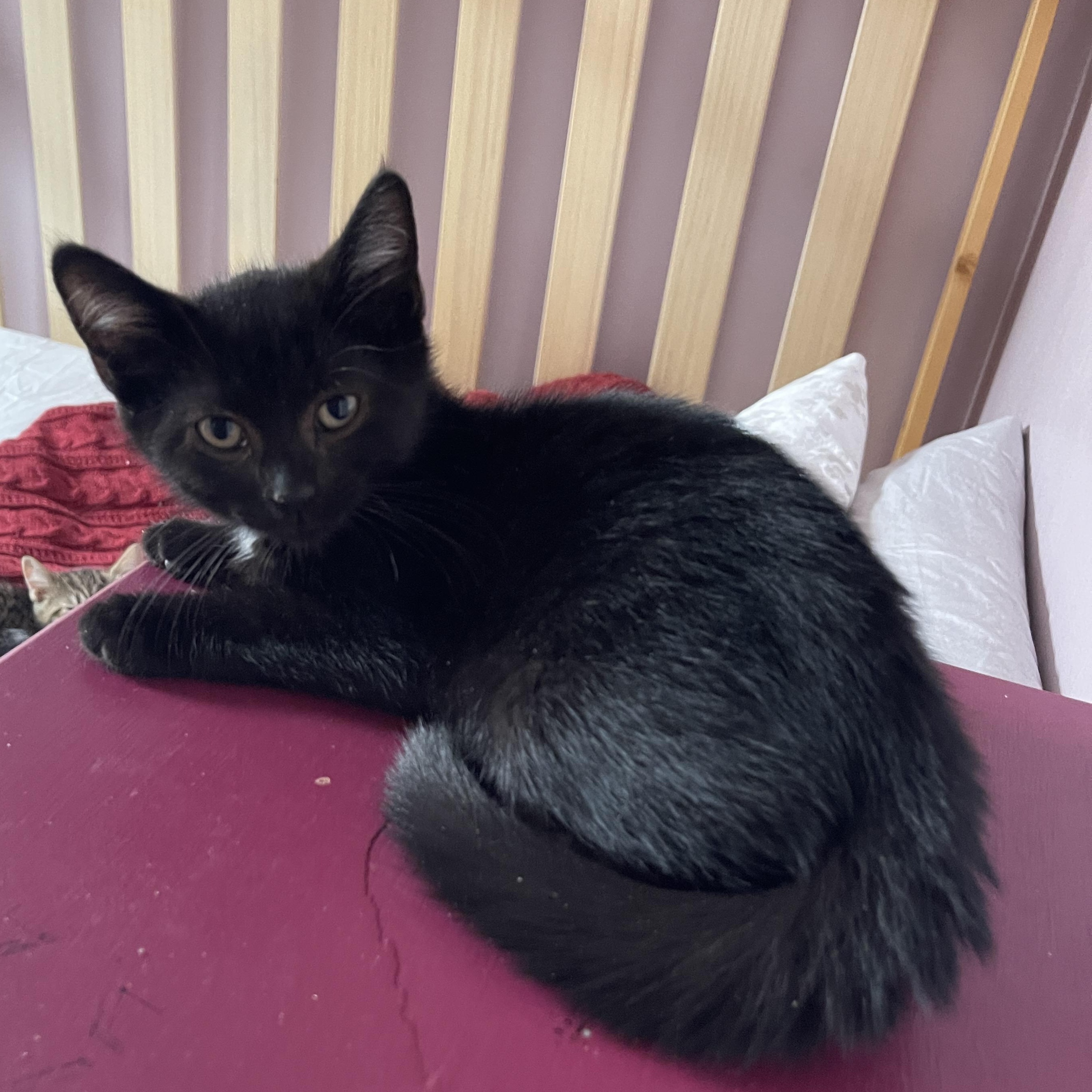 Home Fry, a Adoptable Domestic Short Hair in Baltimore, MD image 6/6