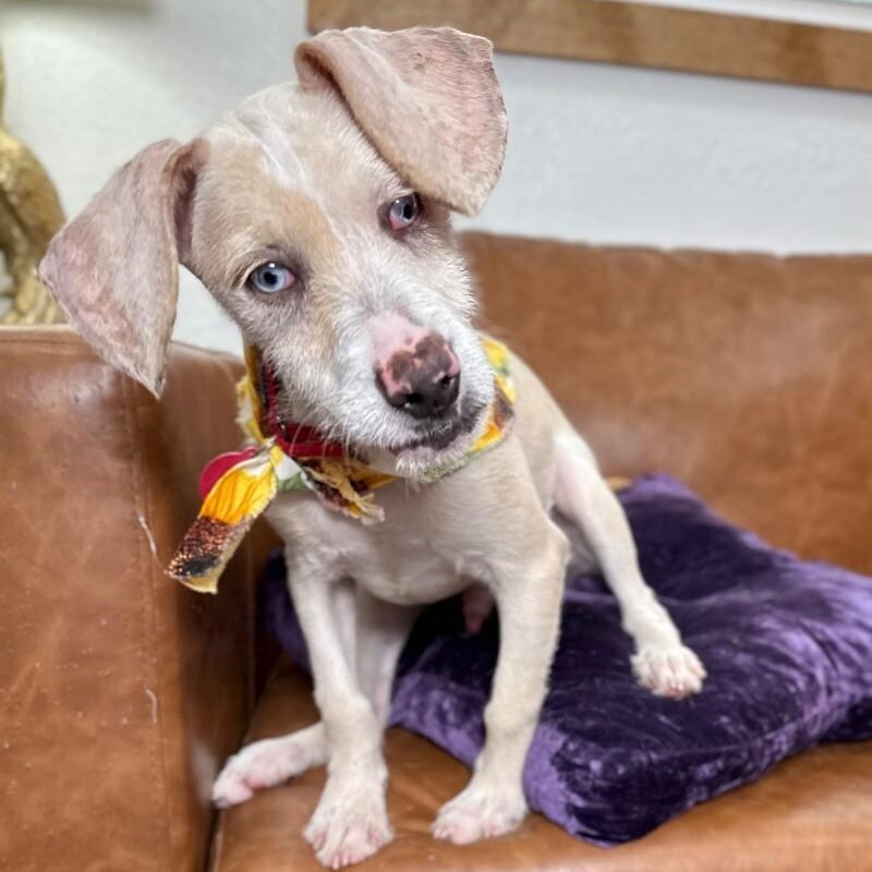 Castiel — thumbnail 2