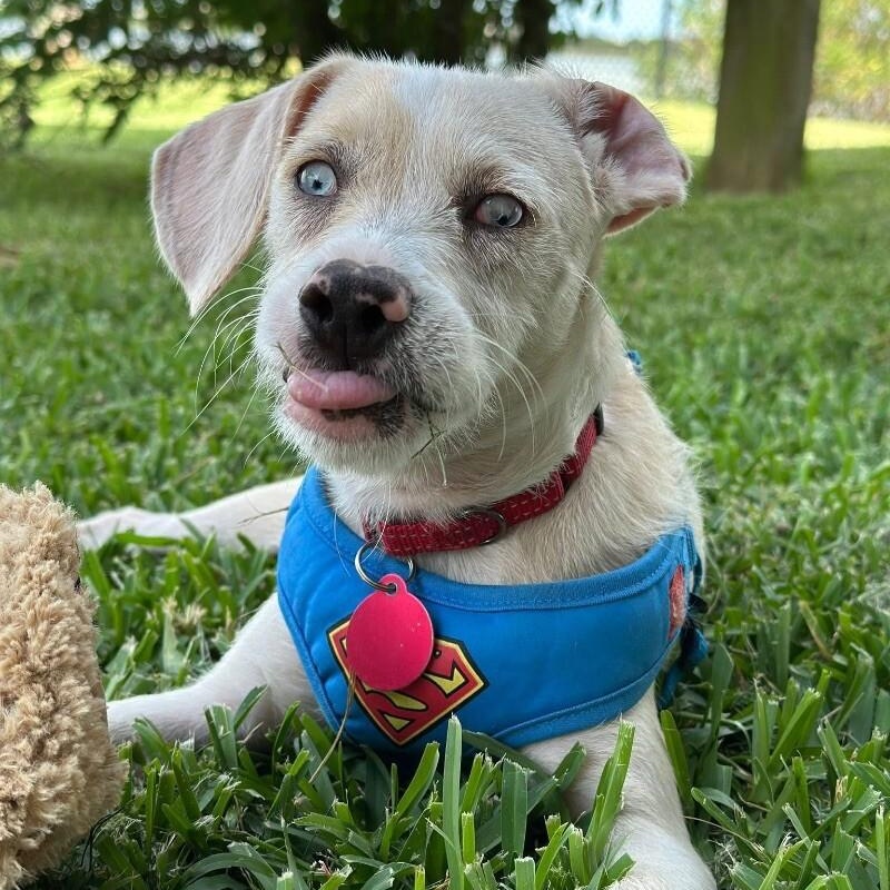 Castiel — thumbnail 4