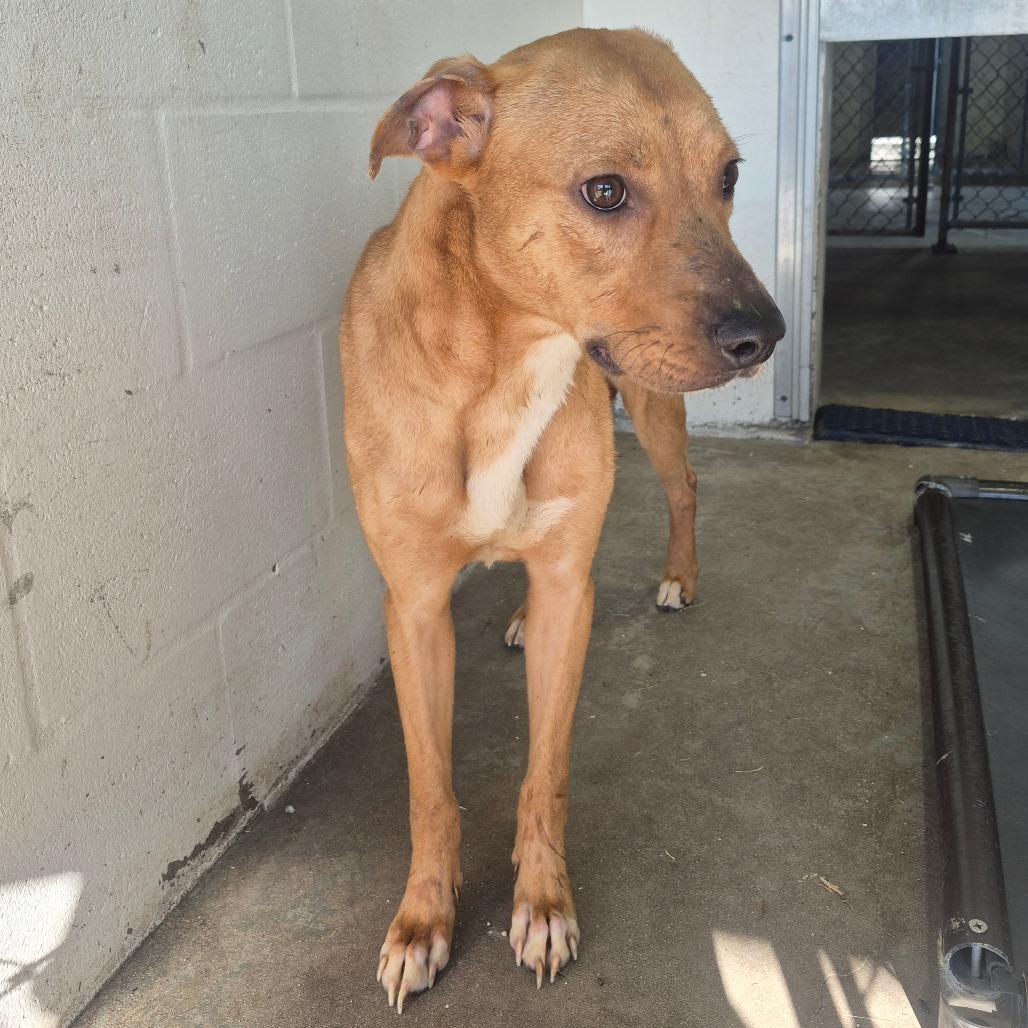 Enlarge SCFL-A-67084, a Adoptable Mixed Breed in Lake Panasoffkee, FL image 1/2
