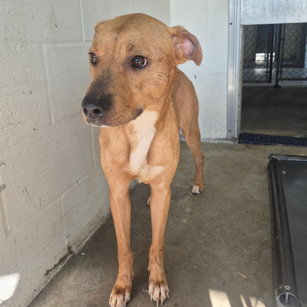 Enlarge SCFL-A-67084, a Adoptable Mixed Breed in Lake Panasoffkee, FL image 2/2