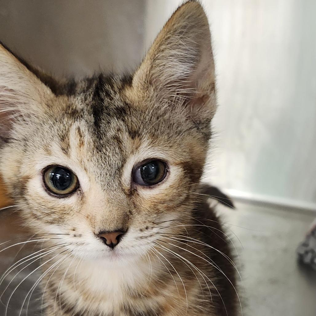 Namaari, Adoptable, Kitten Female Domestic Short Hair.