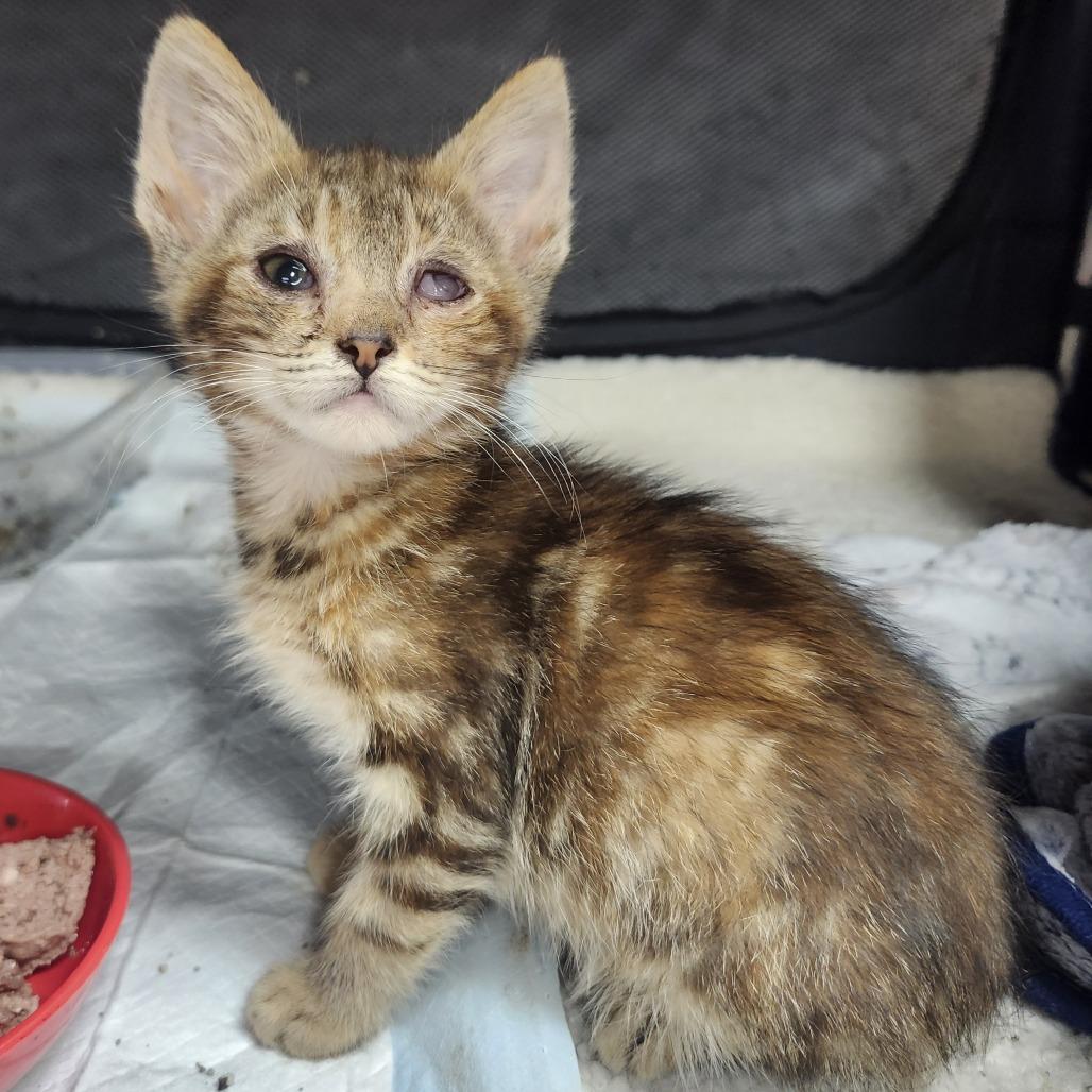 Namaari, Adoptable, Kitten Female Domestic Short Hair.