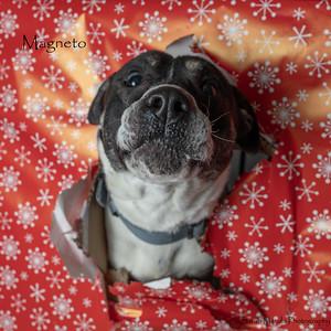 Magneto, a Adoptable mixed breed in Ruidoso, NM image 1/3