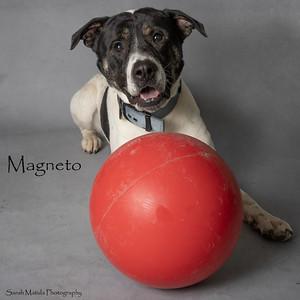 Magneto, a Adoptable mixed breed in Ruidoso, NM image 2/3