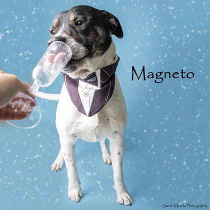 Magneto, a Adoptable mixed breed in Ruidoso, NM image 2/4